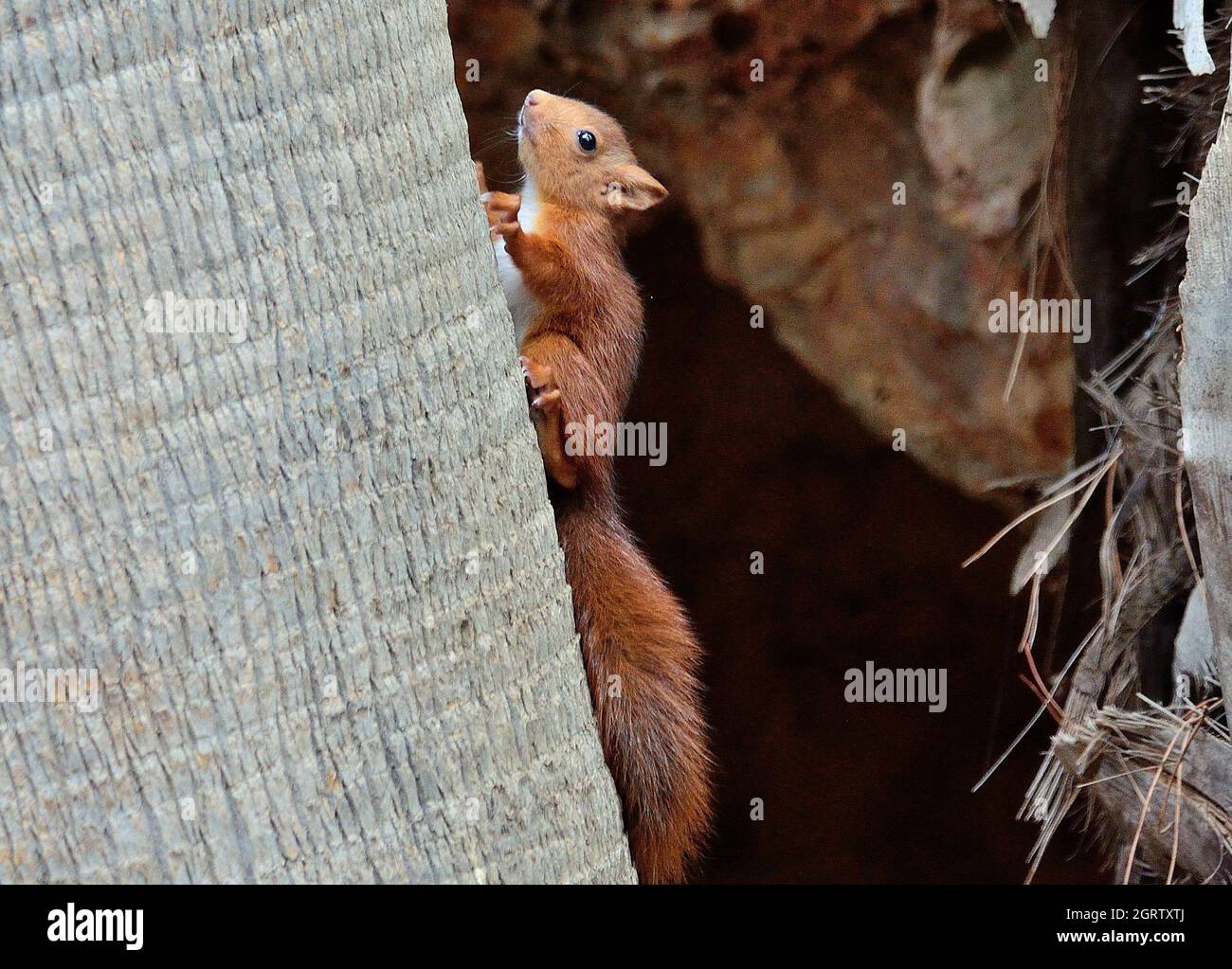 Close-up di scoiattolo sul tronco di albero Foto Stock