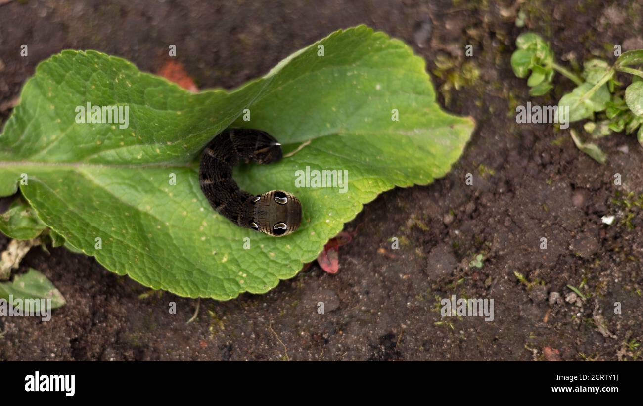 Elephant hawk moth caterpillar Foto Stock