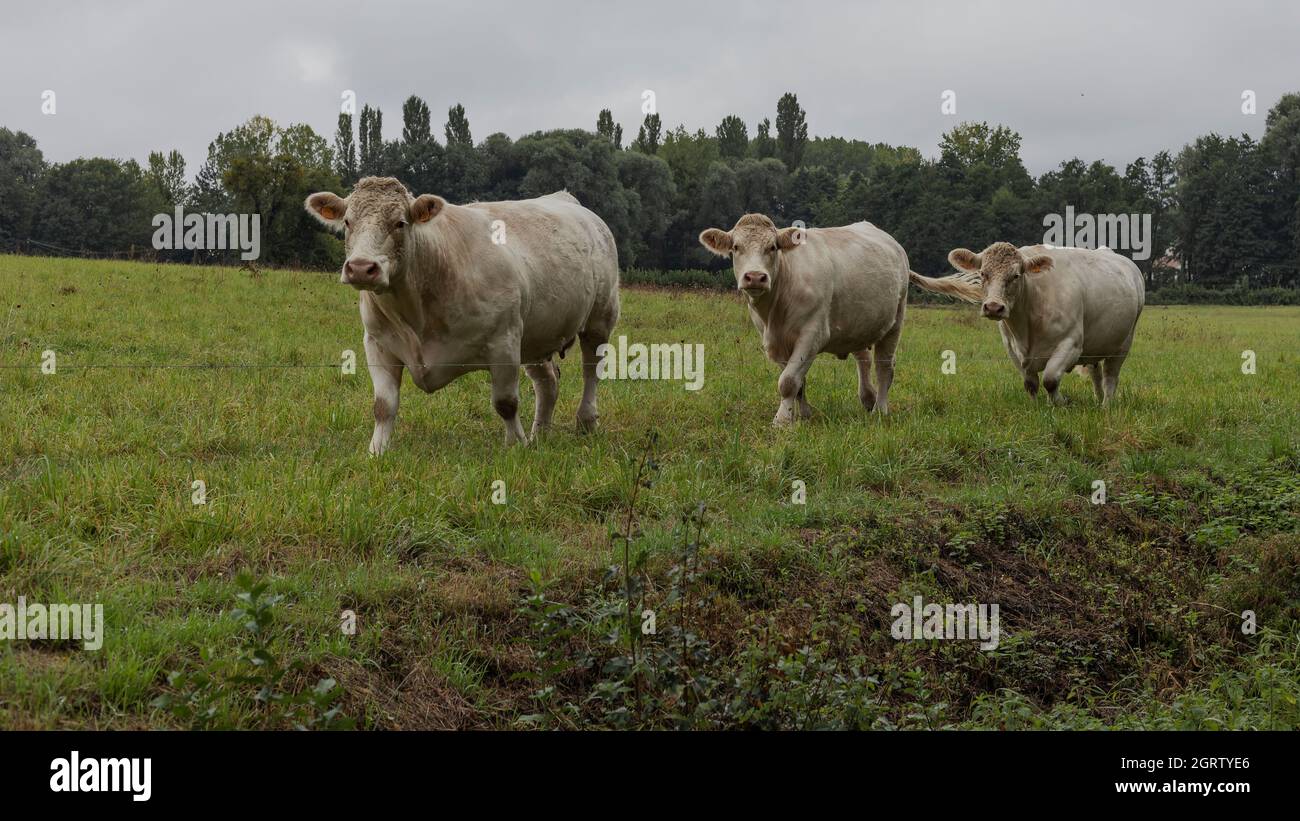 Tre mucche di Charolais che camminano di fila Foto Stock