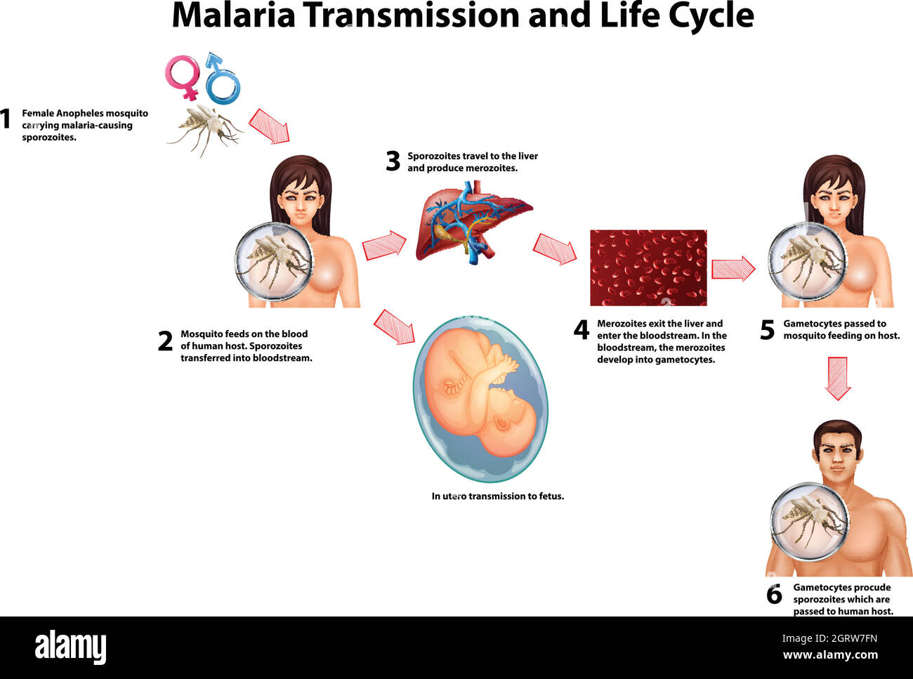 Malaria trasmissione e ciclo di vita Illustrazione Vettoriale