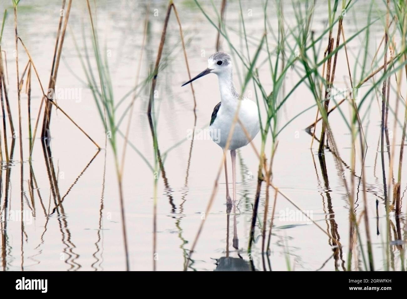 Black-winged stilt (Himantopus himantopus) Foto Stock