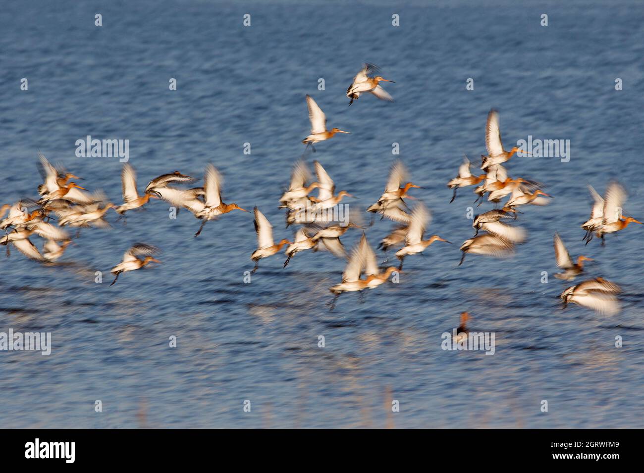 Battenti Black-tail godwits (Limosa limosa) Foto Stock