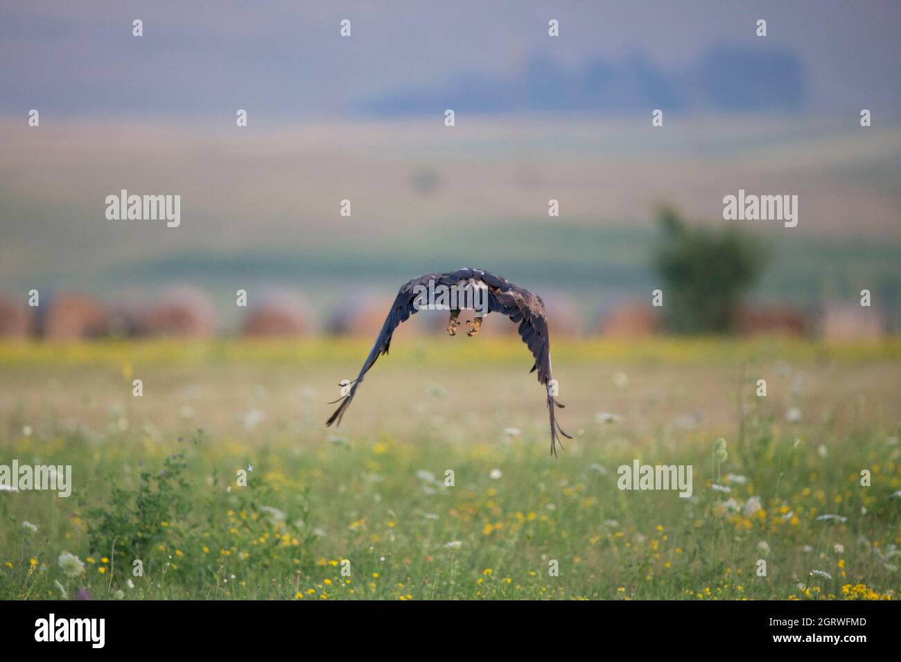 Aquila meno avvistata che vola su un campo con fiori Foto Stock