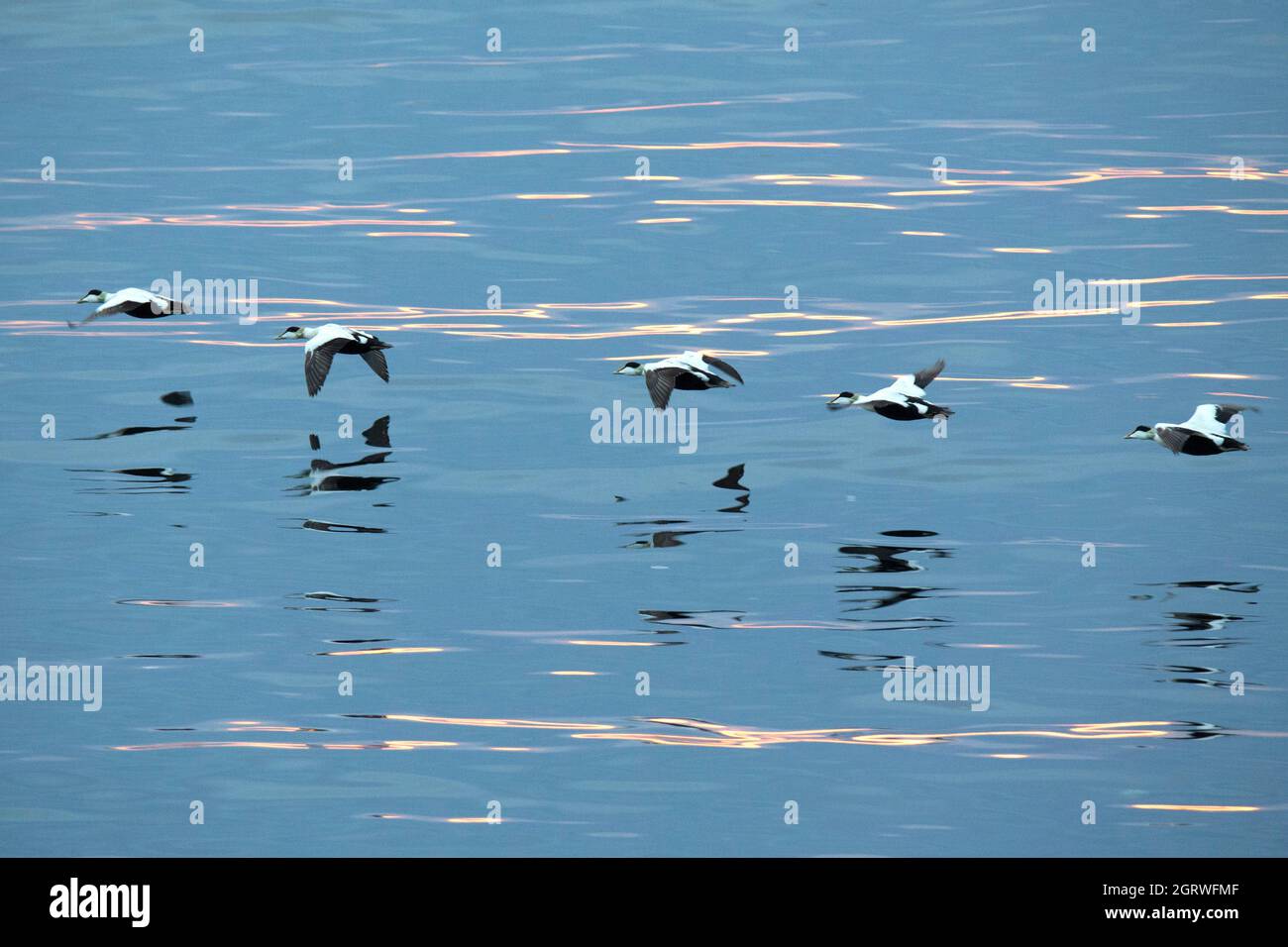 Sorridi comuni volanti (Somateria mollissima) alle luci del tramonto Foto Stock