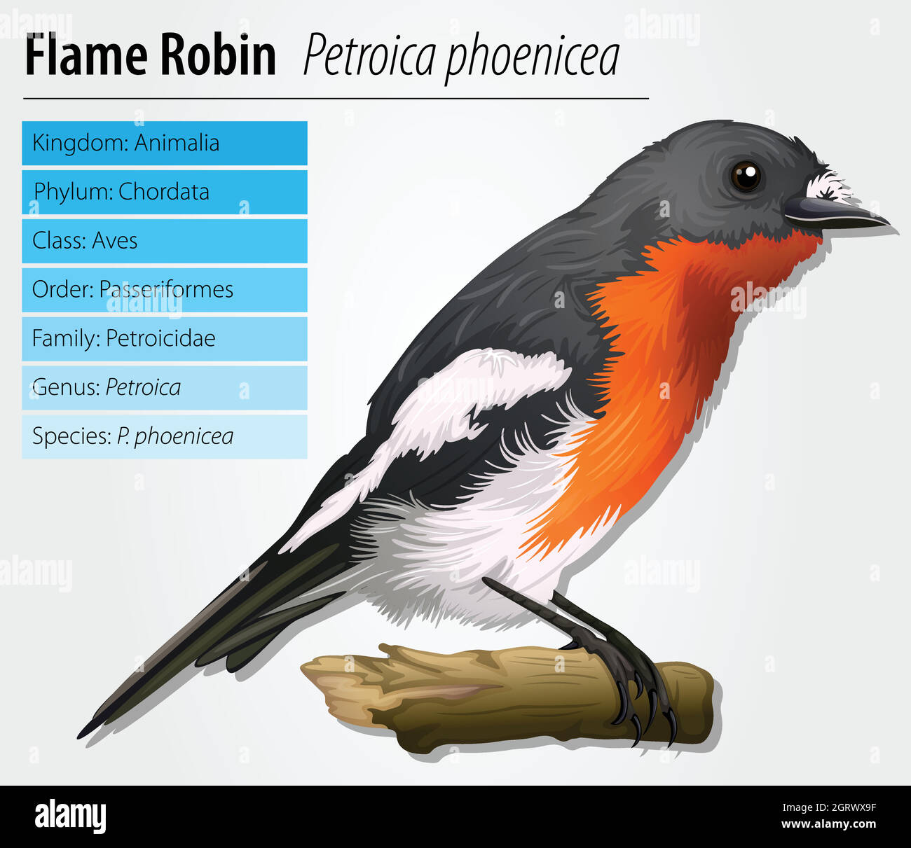 Fiamma robin Illustrazione Vettoriale