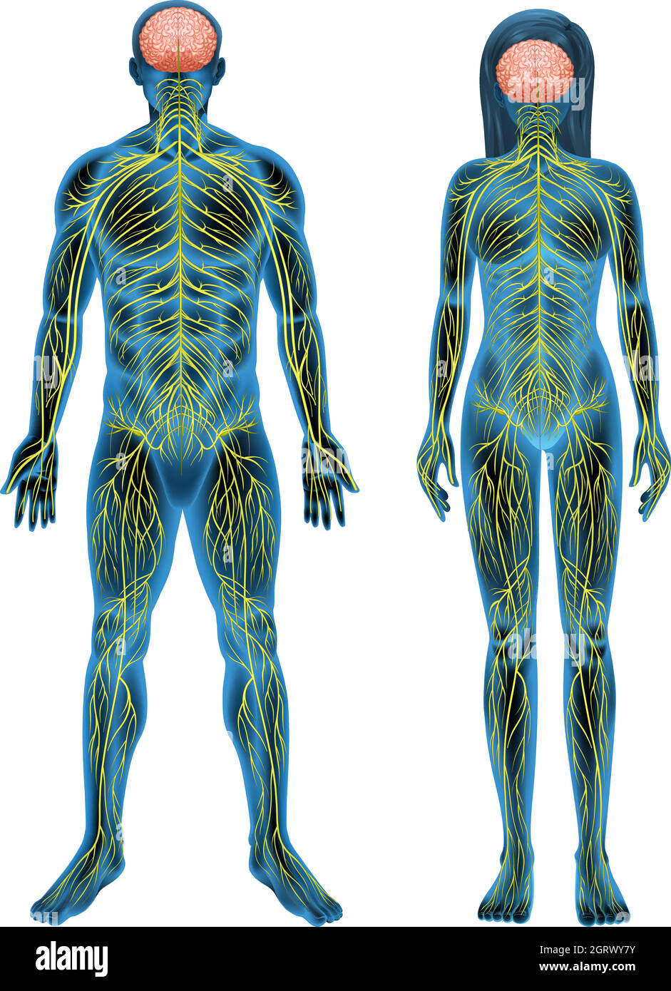 Sistema nervoso umano Illustrazione Vettoriale