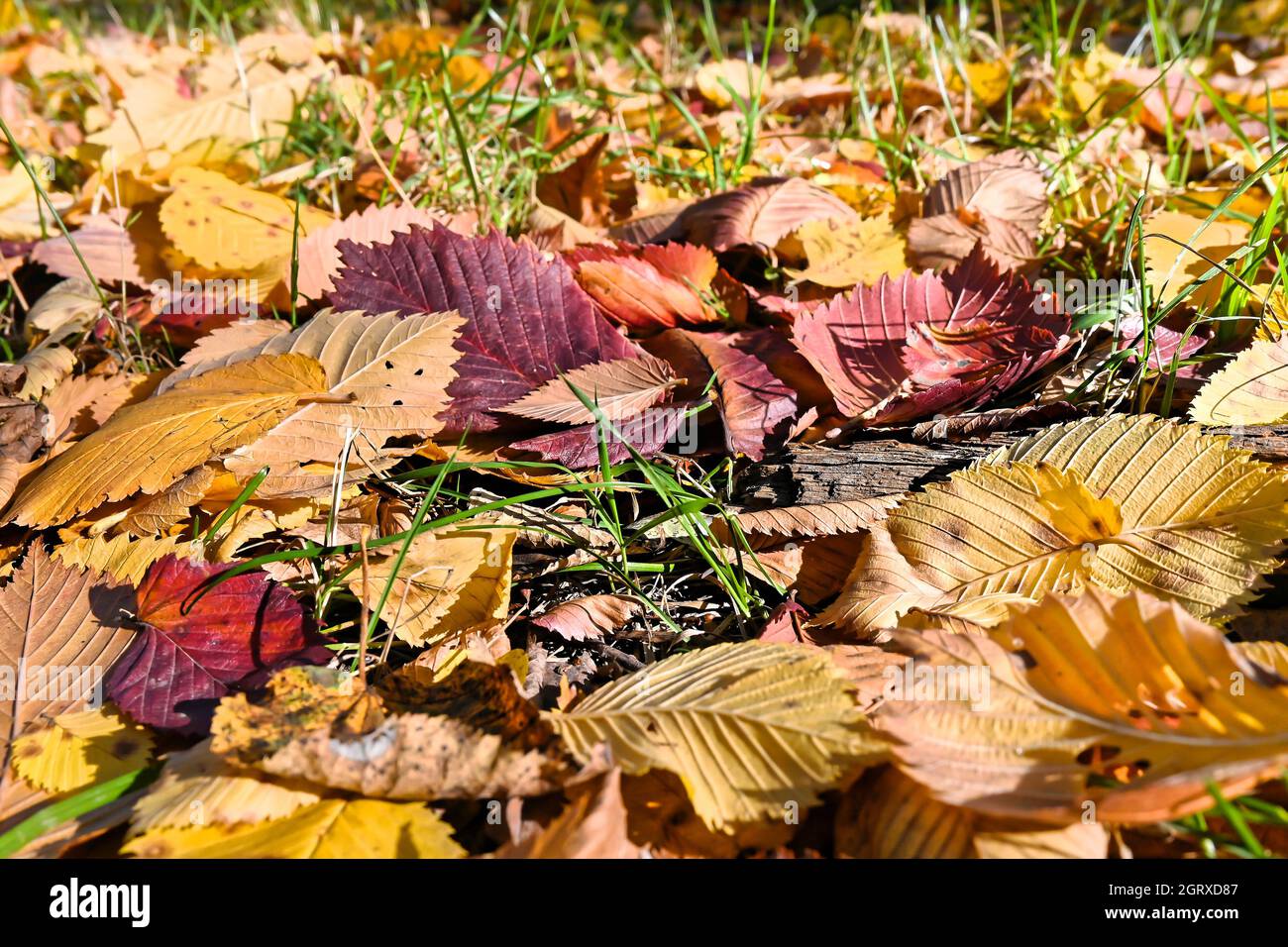 Foglie cadute. Sfondo autunnale, foglie sul terreno. Foto Stock