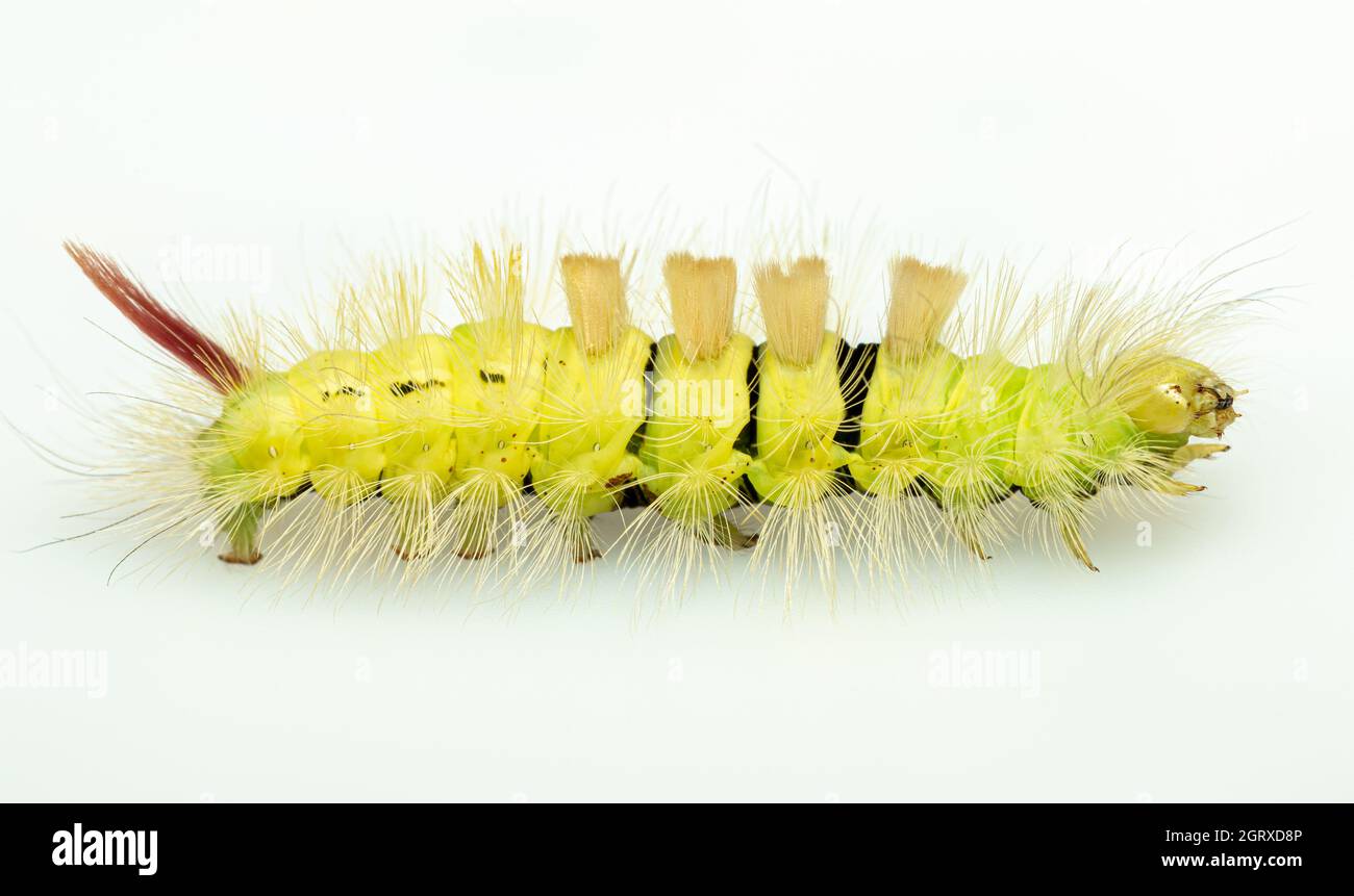 Bruco del pale Tussock Moth (Calliteara pudibunda) Foto Stock