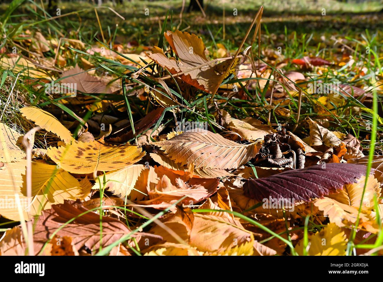 Foglie cadute. Sfondo autunnale, foglie sul terreno. Foto Stock