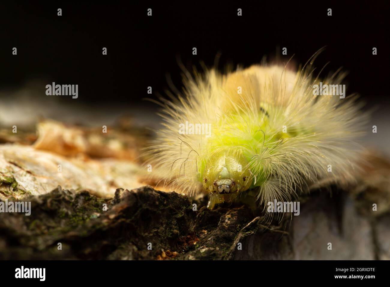 Bruco del pale Tussock Moth (Calliteara pudibunda) Foto Stock