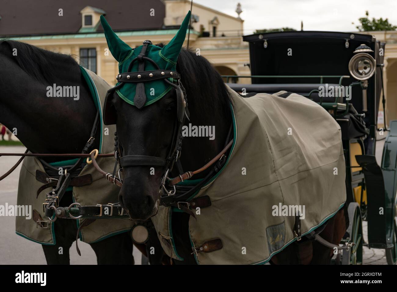 31 maggio 2019 Vienna, Austria - carrozze a cavallo in attesa di turisti di fronte al Palazzo Schonbrunn. Mattina nuvoloso Foto Stock