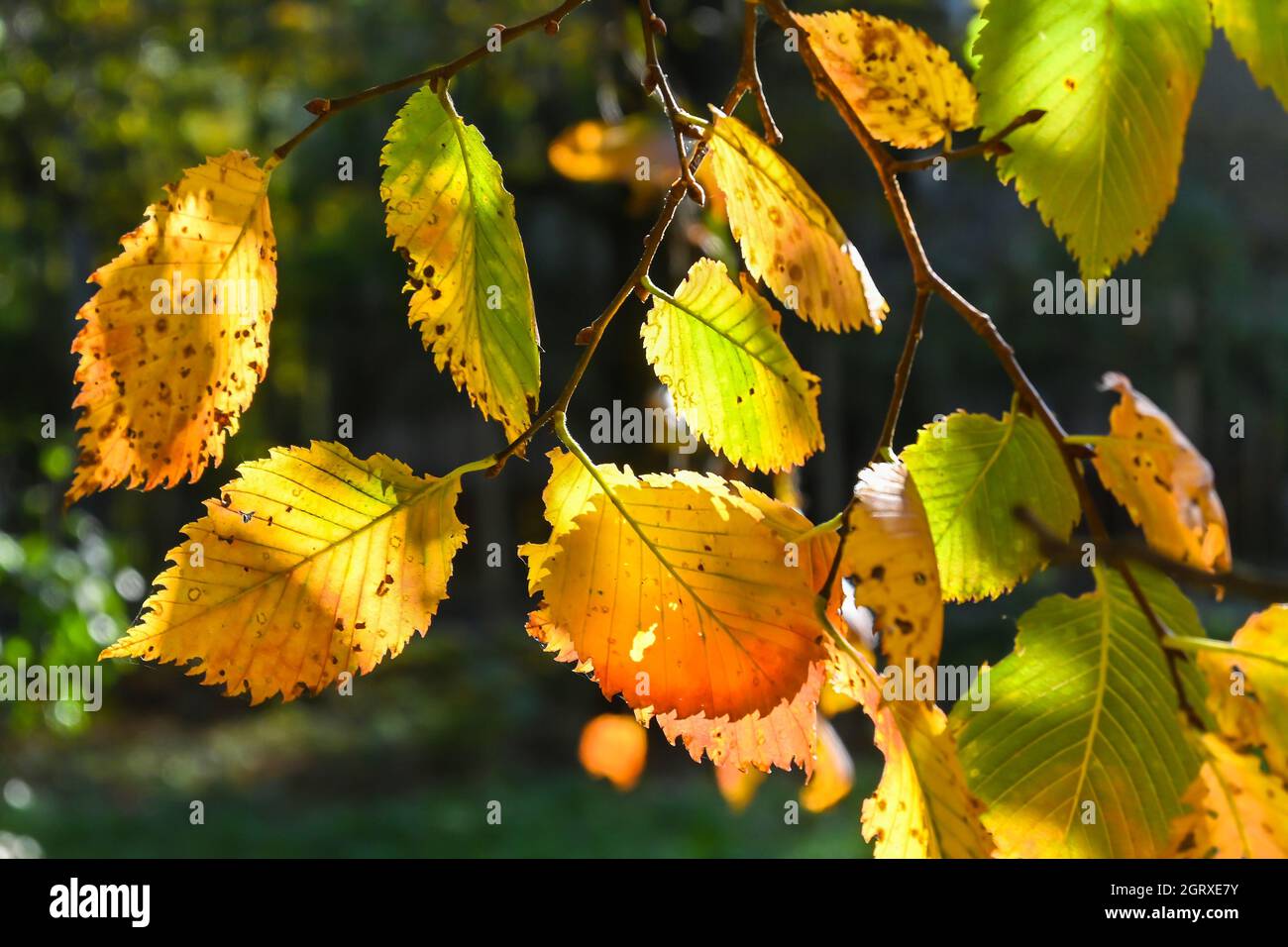 L'autunno è il momento della caduta delle foglie. Foglie d'autunno sugli alberi. Foto Stock