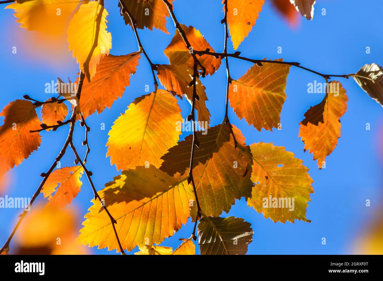 L'autunno è il momento della caduta delle foglie. Foglie d'autunno sugli alberi. Foto Stock