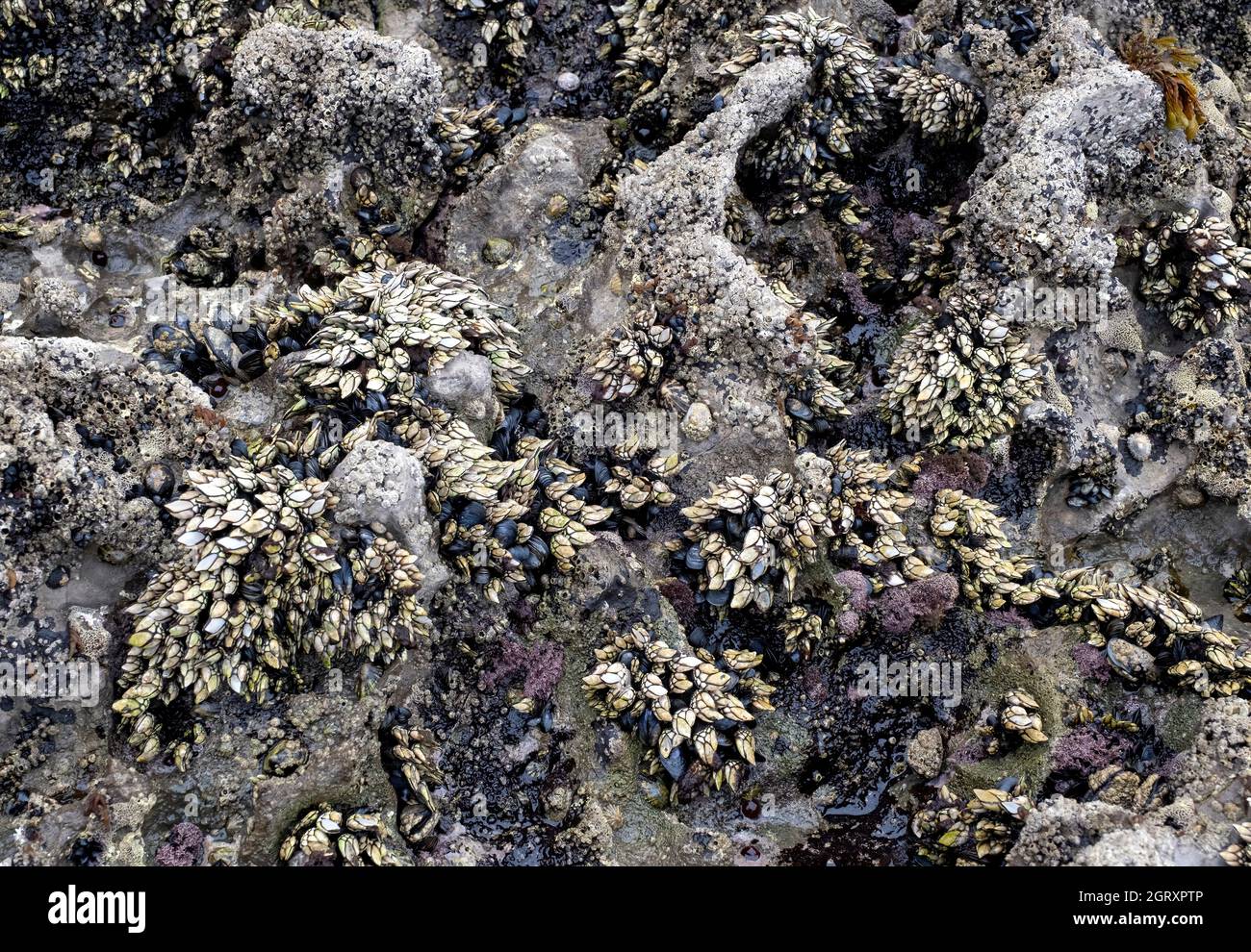 roccia di mare piena di granai, cozze e altri molluschi e alghe, consistenza di roccia di mare, orizzontale Foto Stock