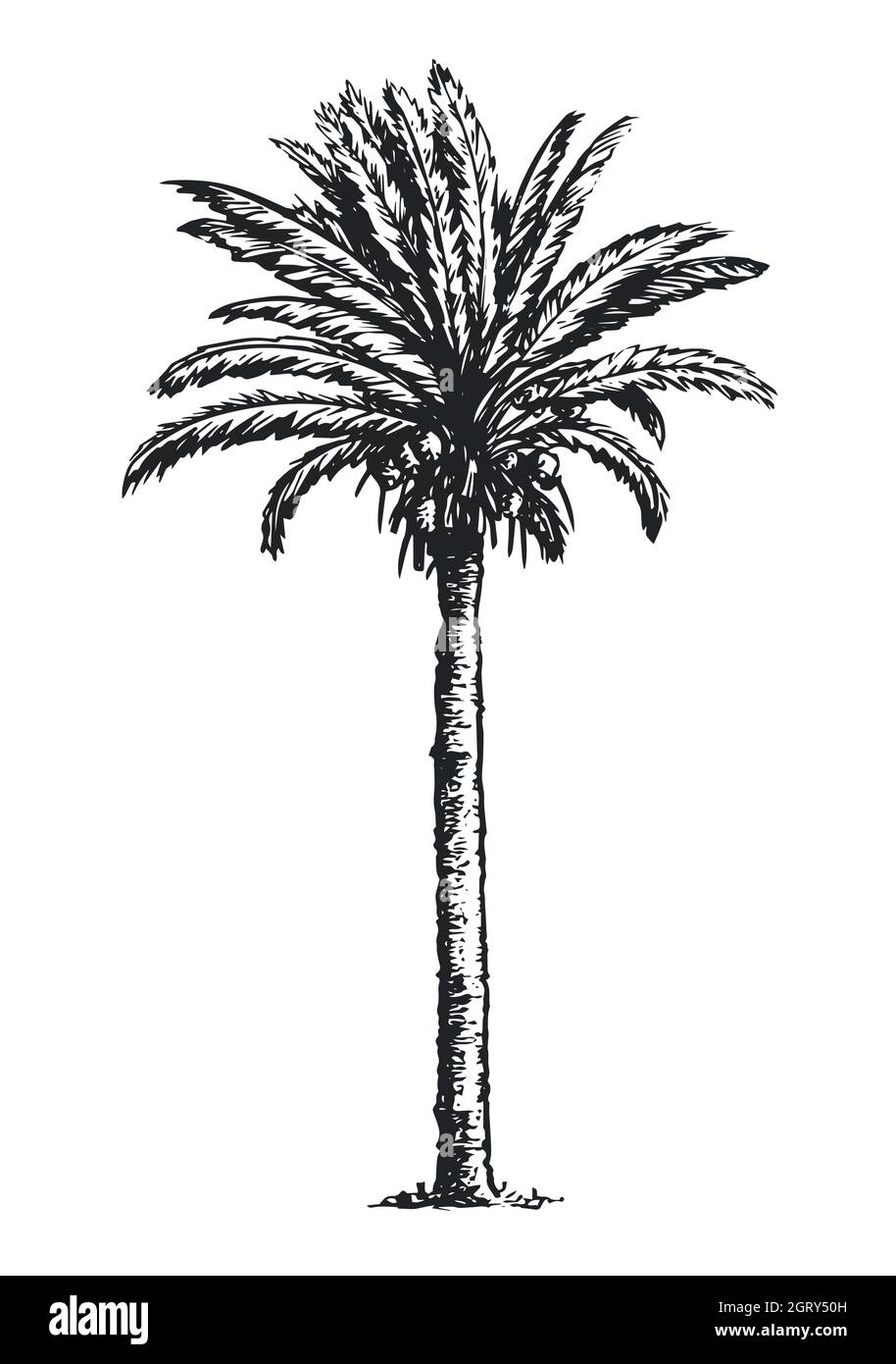 Schizzo del palmo. Illustrazione vettoriale disegnata a mano isolata su sfondo bianco Illustrazione Vettoriale