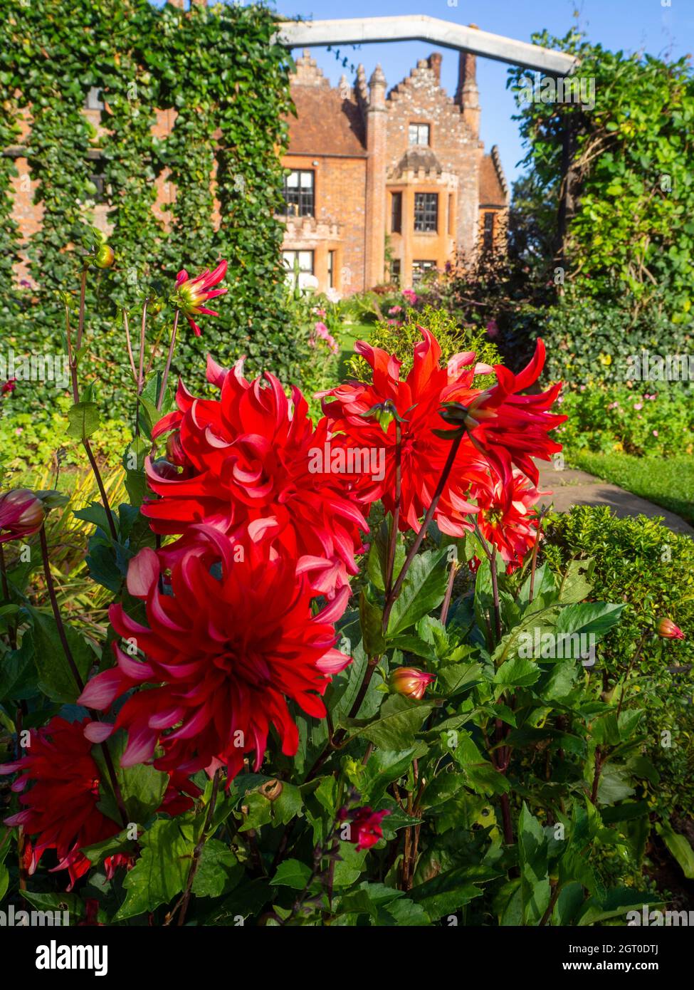 Chenies Manor casa in autunno impressionante Dahlia decorativo 'Labirinto Rosso' in primo piano con il Tudor maniero sullo sfondo. Foto Stock