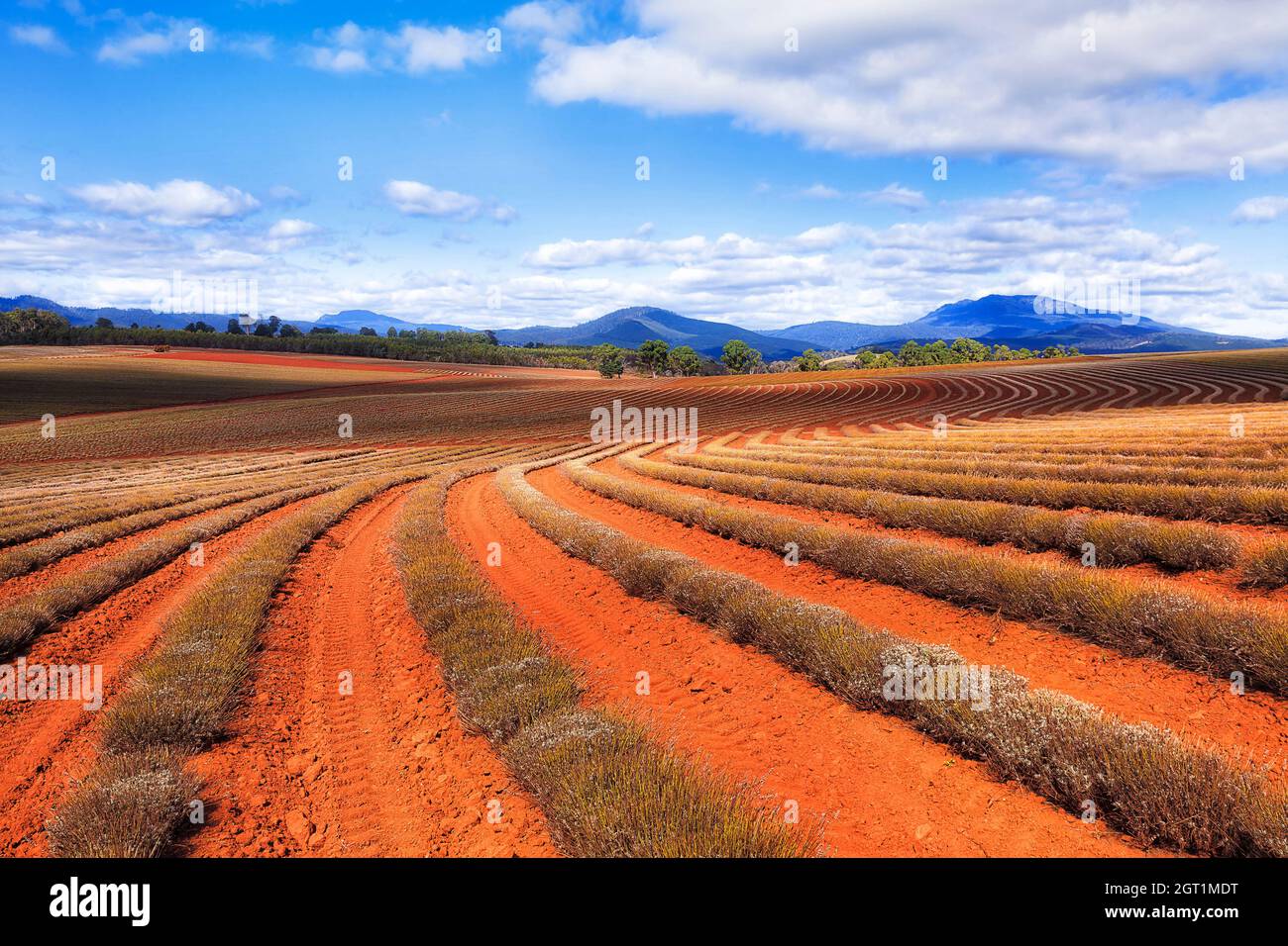 Campi di lavanda fattoria sul terreno di entroterra australiano rosso in Tasmania - agricoltura stabilita. Foto Stock