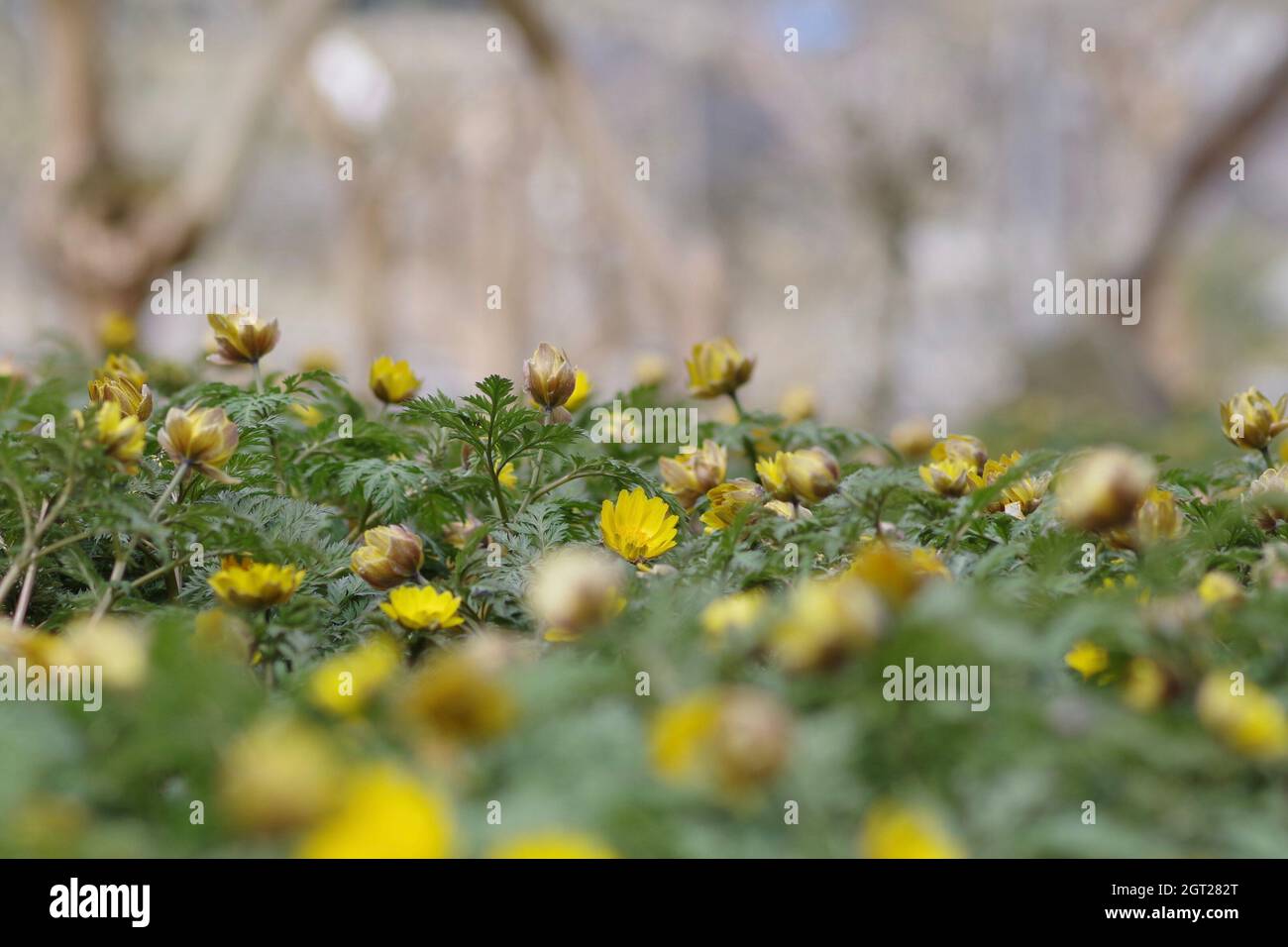 Close-up di giallo di piante fiorite Foto Stock