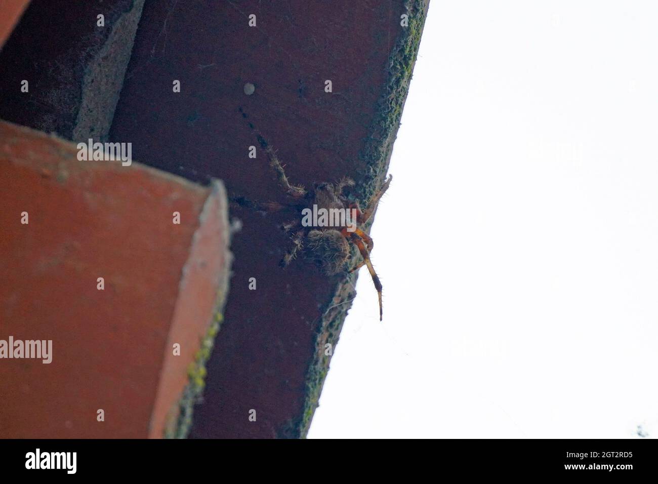 Gray House Spider Foto Stock