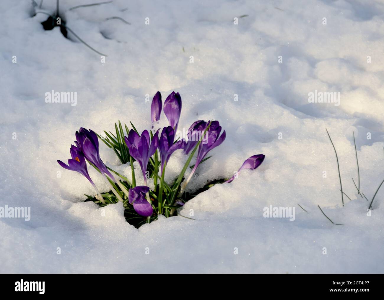 I fiori di crocus viola temprato riprimono dopo una nevicata. Spazio di copia. Foto Stock