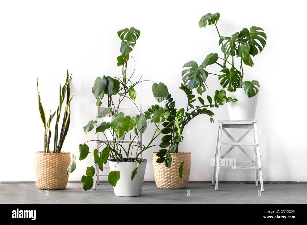 Lo spazio elegante è pieno di molte piante verdi moderne con vari pots.  Urban Jungle Interior Foto stock - Alamy