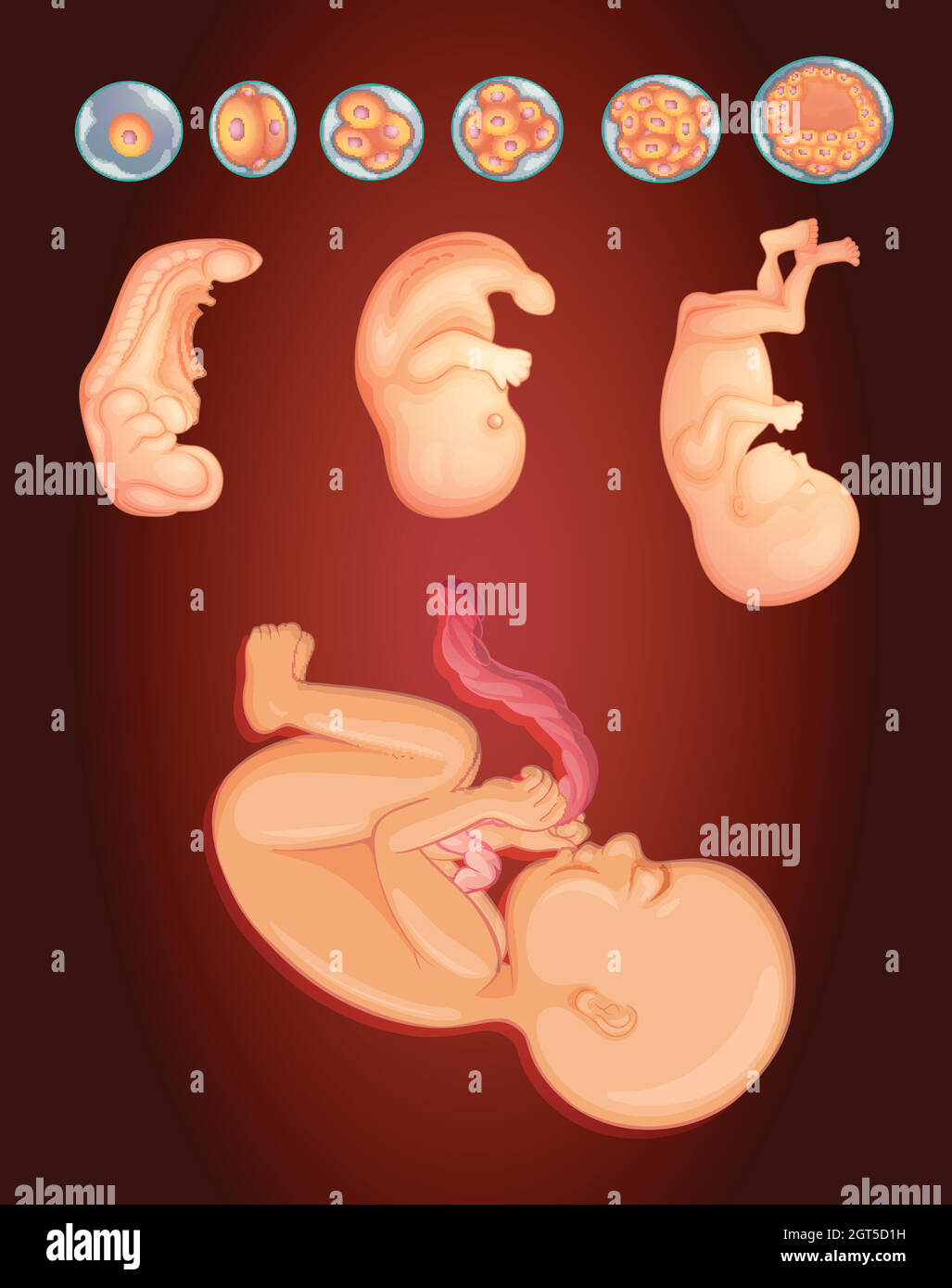 Diagramma che mostra il bambino che cresce all'interno dell'utero della donna Illustrazione Vettoriale