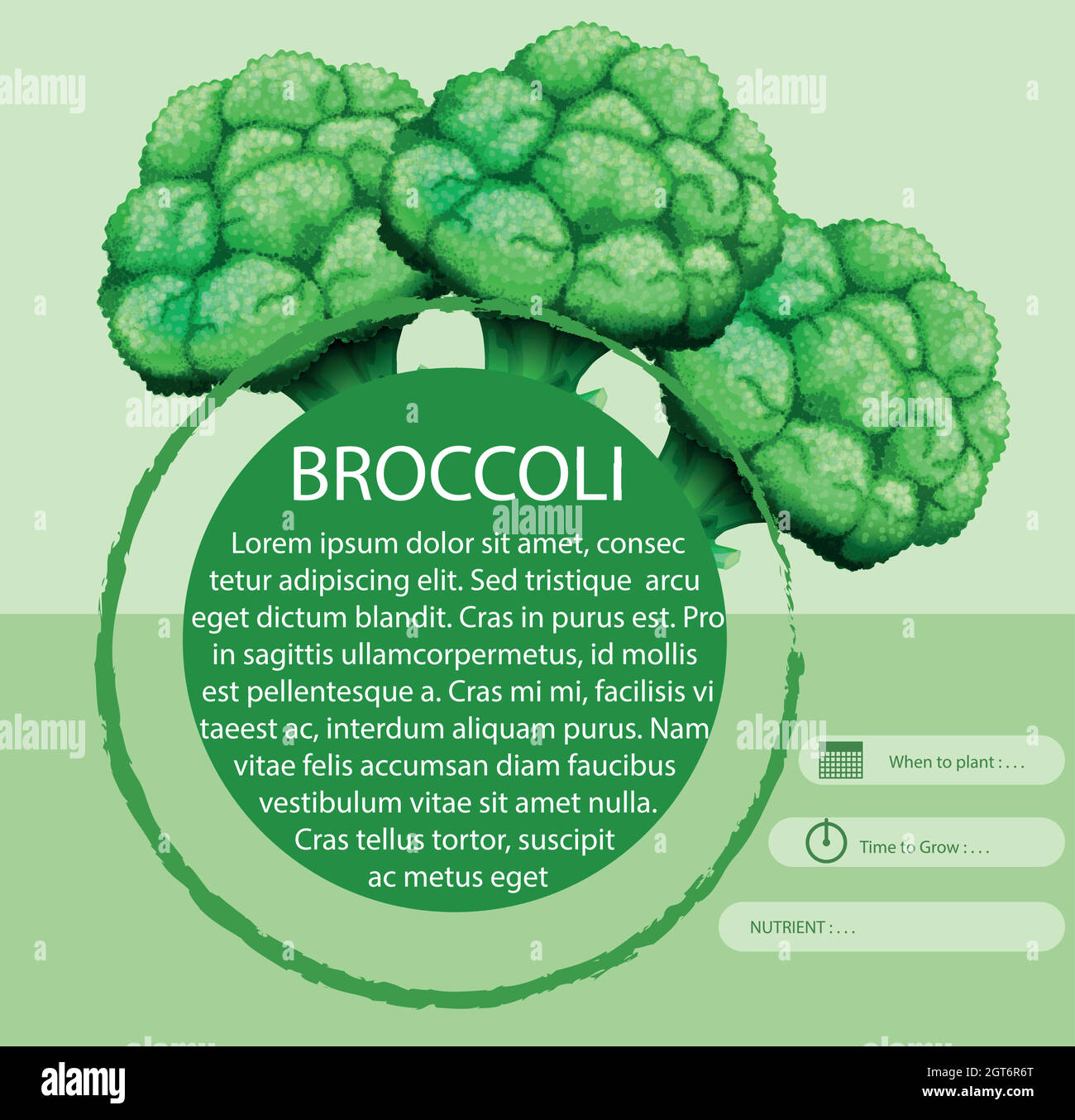 Broccoli freschi con disegno del testo Illustrazione Vettoriale