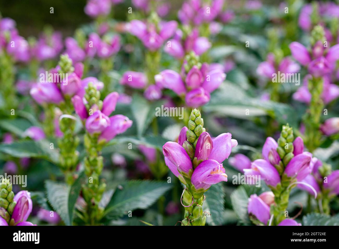 Chelone obloqua, fiore a conchiglia intrecciata, Plantaginaceae. Foto Stock