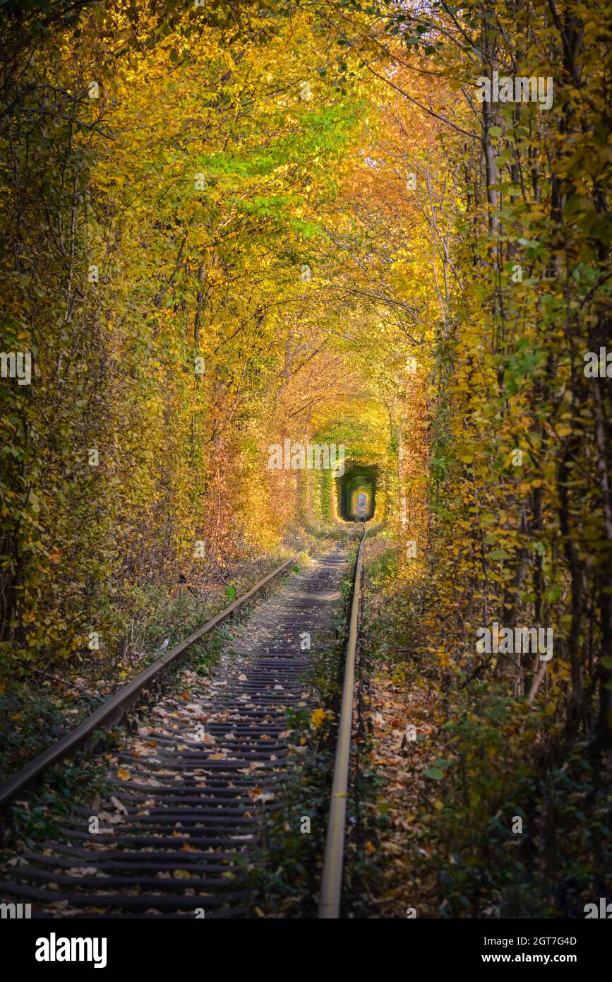 Tunnel naturale d'amore formato da alberi Foto Stock