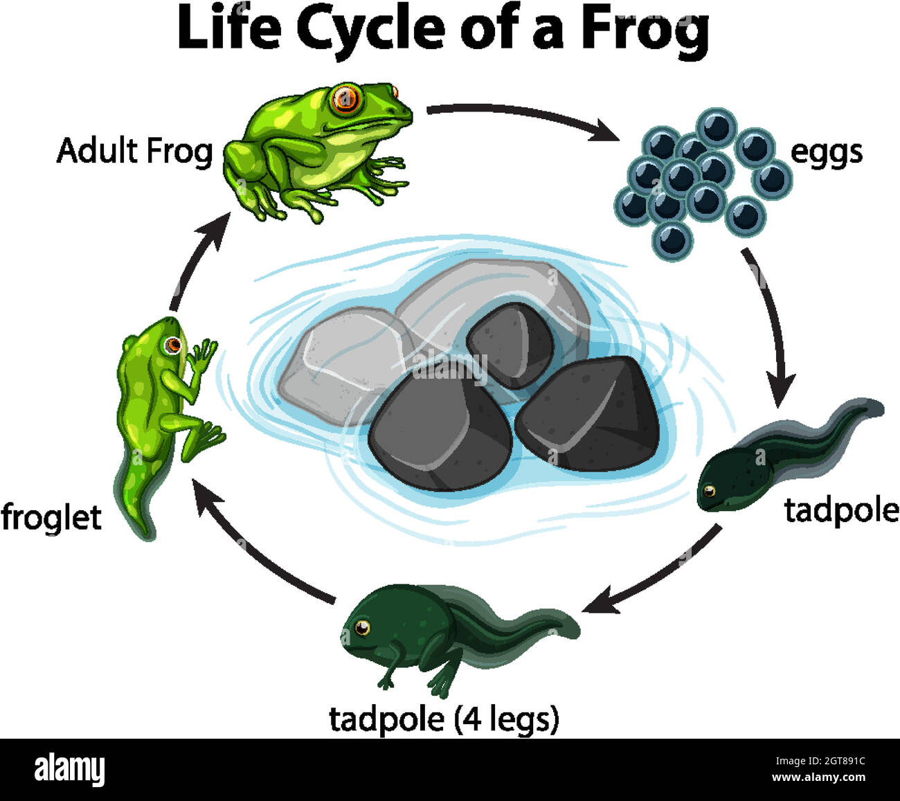 Diagramma che mostra il ciclo di vita della rana su sfondo bianco Illustrazione Vettoriale