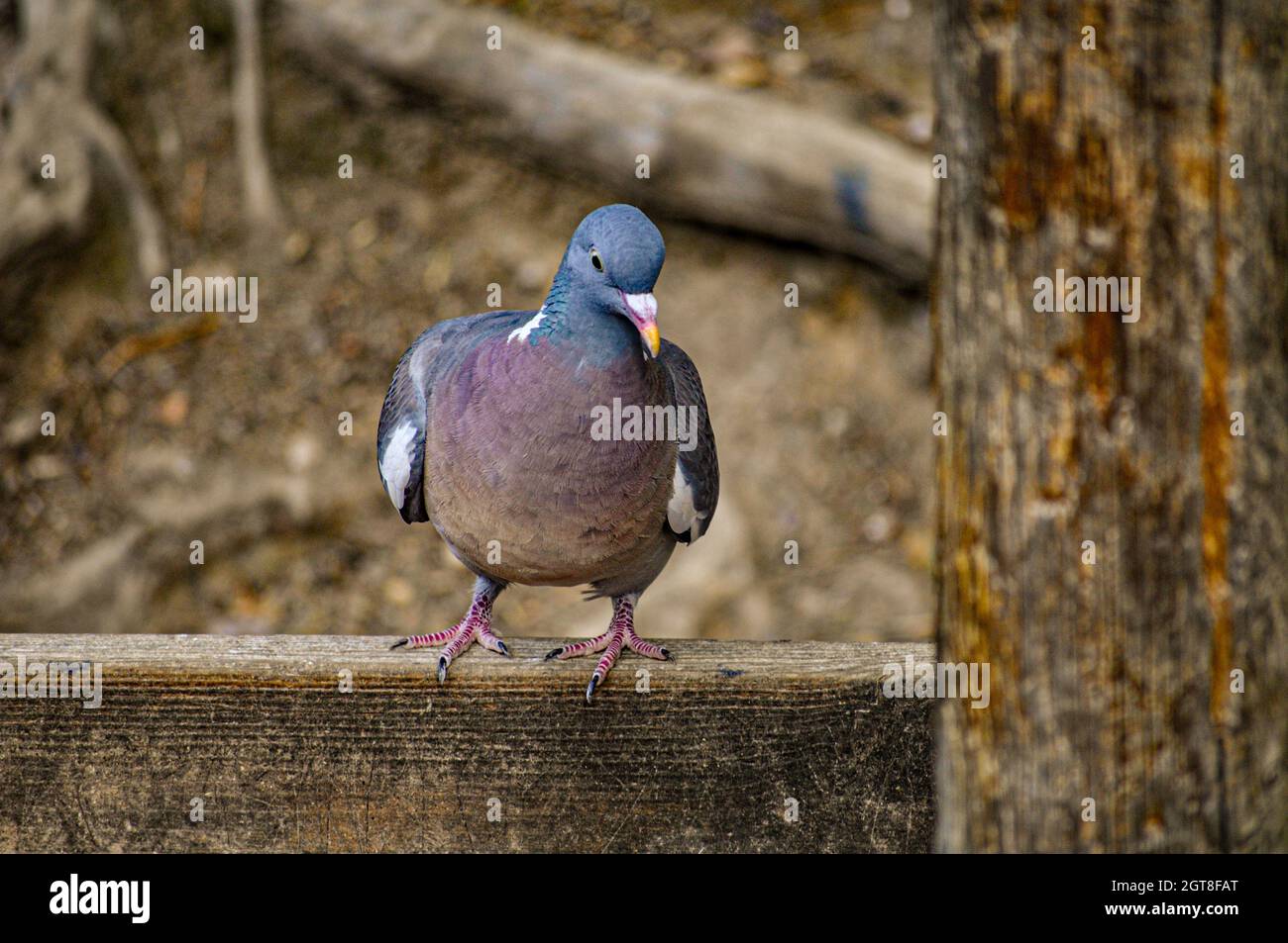 Close-up di Pigeon appollaiate su legno Foto Stock