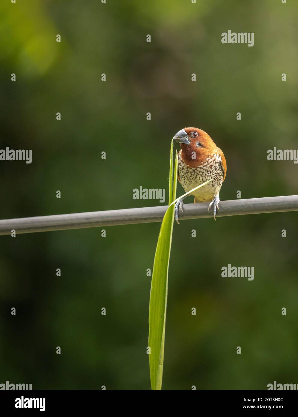 Uccello di munia scottante seduto su un cavo con un'erba che tiene in becco su sfondo sfocato Foto Stock