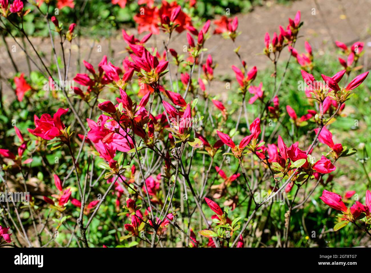 Cespuglio di delicati e vivaci fiori rossi di azalea o Rhododendron pianta in una primavera soleggiato giardino giapponese, bello sfondo floreale all'aperto fotografato Foto Stock