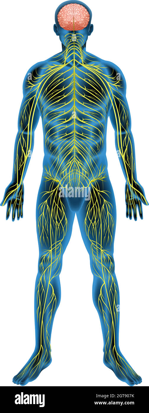 Sistema nervoso umano Illustrazione Vettoriale