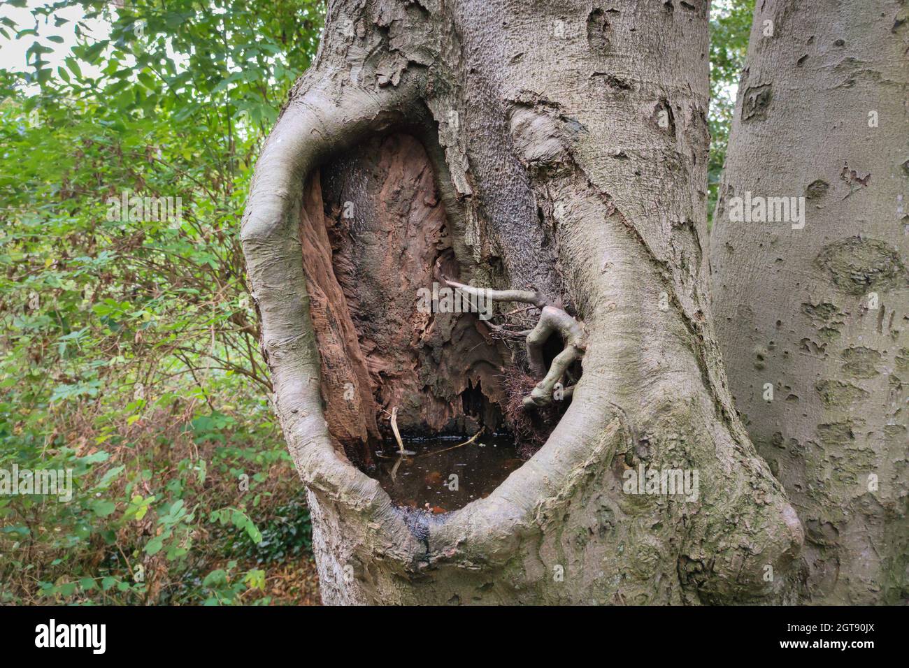 Acqua che sta nel buco di un albero cavo Foto Stock