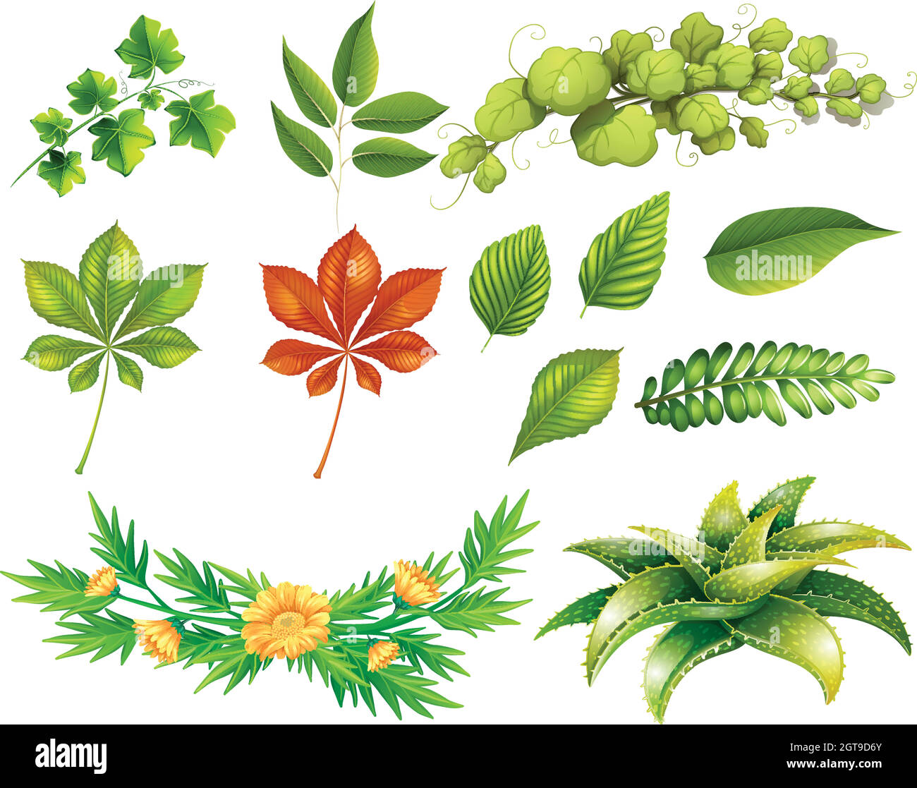 Tipi diversi di foglie Illustrazione Vettoriale