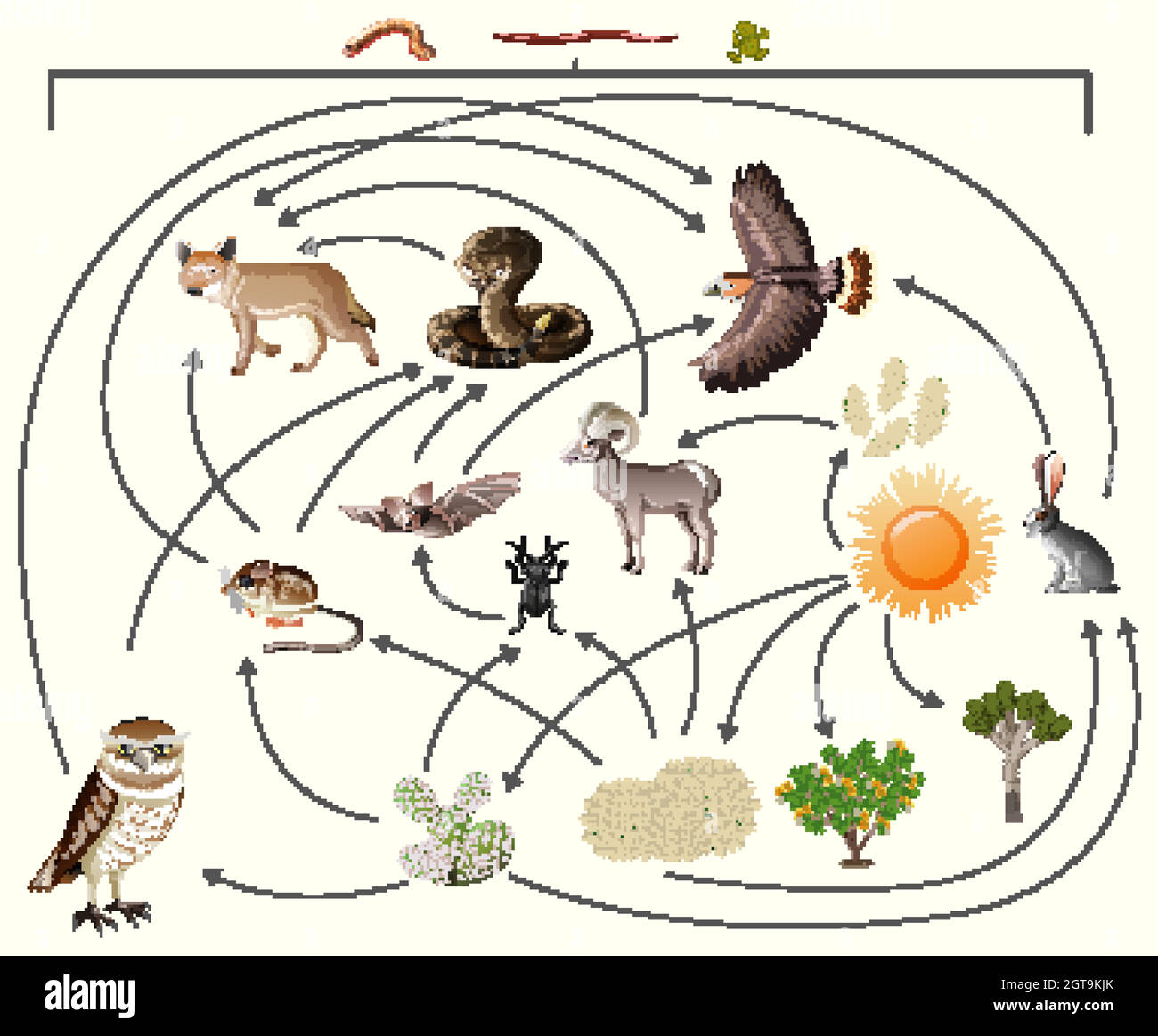 Catena alimentare descrive chi mangia chi in natura su sfondo bianco Illustrazione Vettoriale