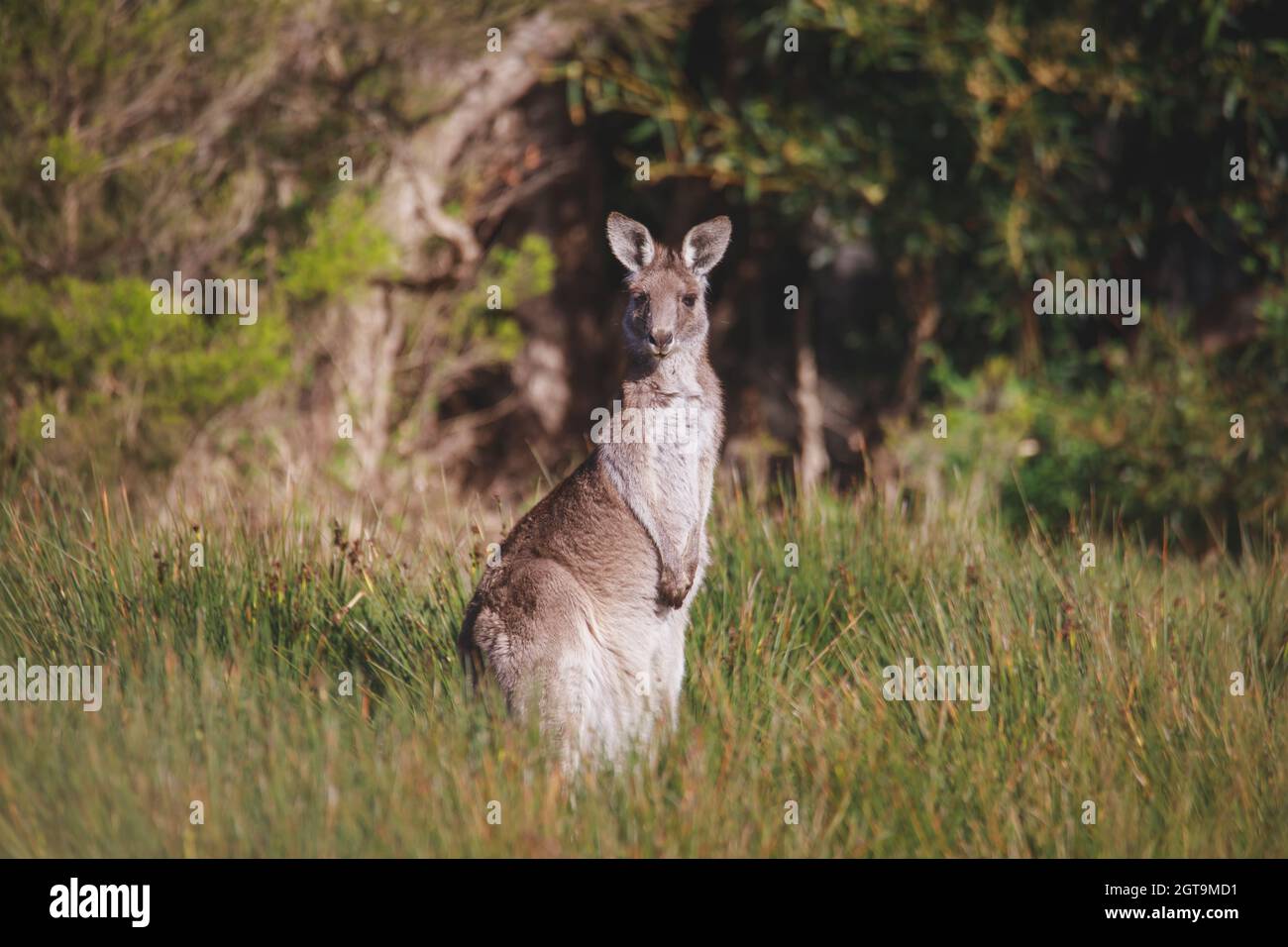 Un canguro grigio orientale molto giovane. Foto Stock