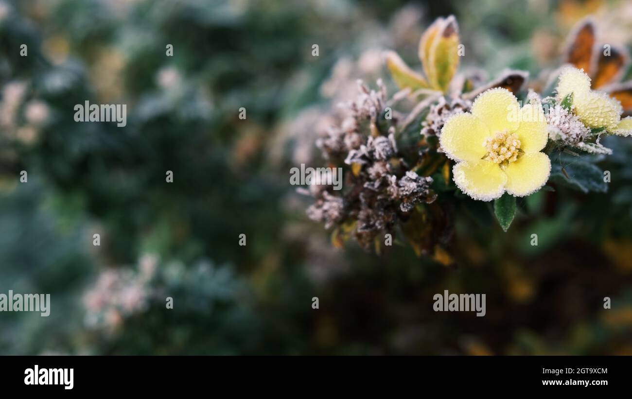 Primo piano di fiori ricoperti di gelo. Testo pronto. Foto Stock