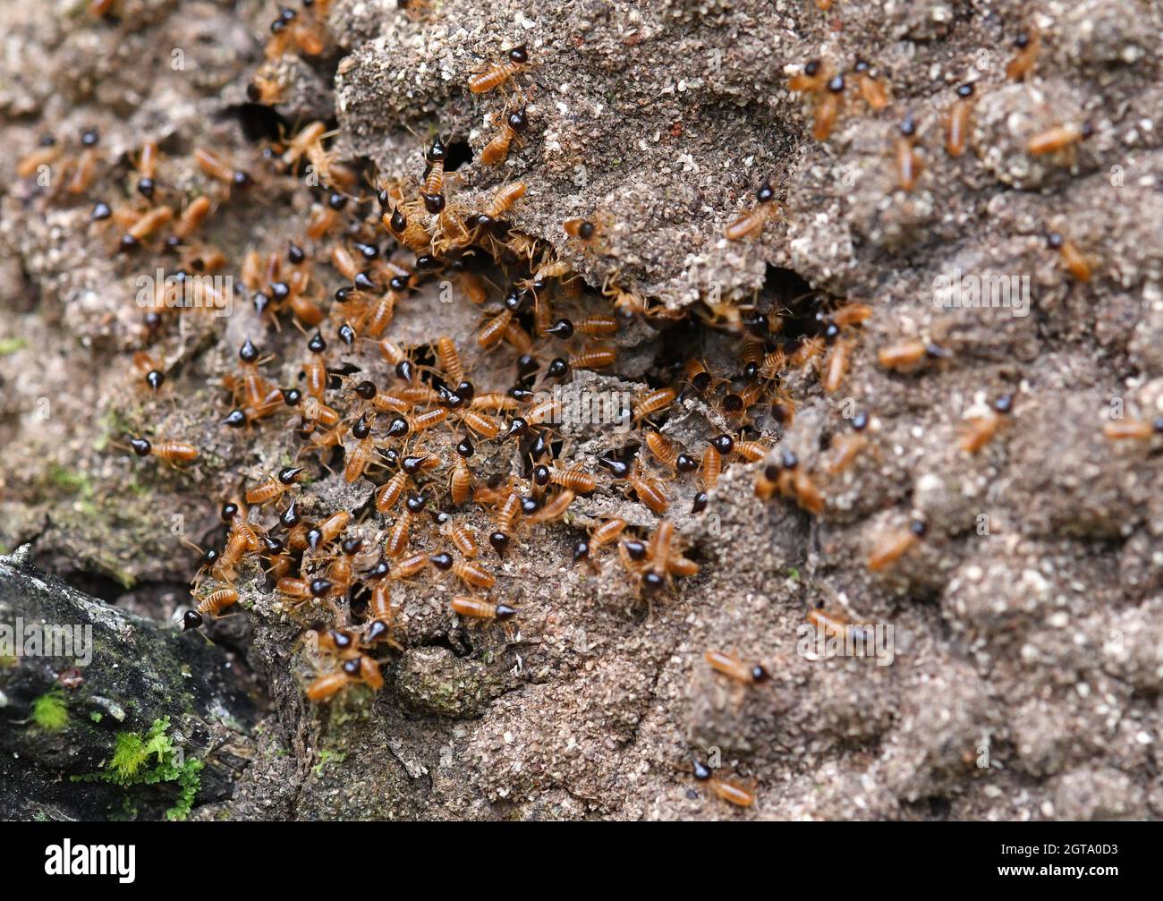 Nido di termite in Costa Rica Foto Stock