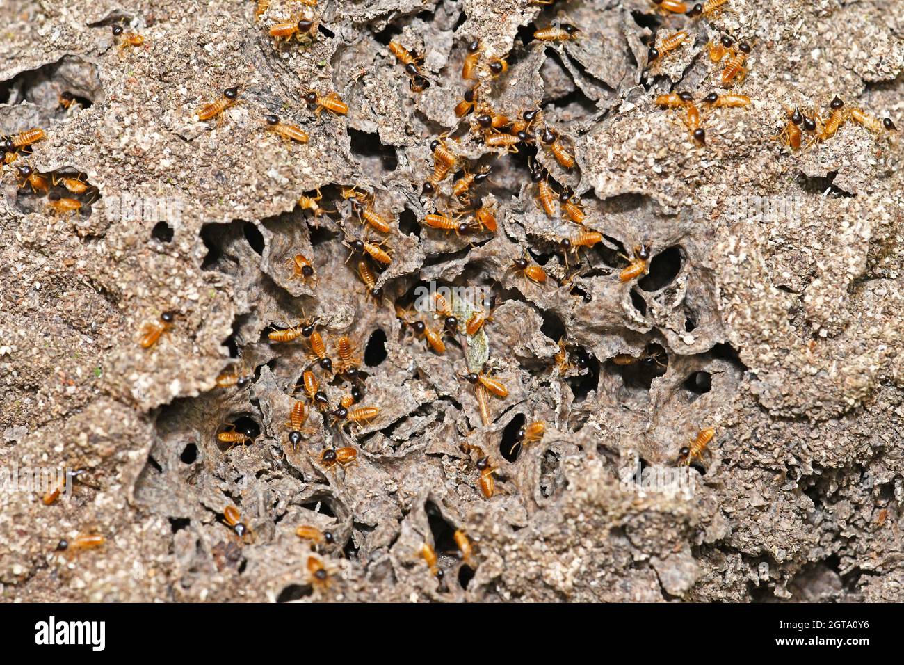 Primo piano su un nido di Termite in Costa Rica Foto Stock