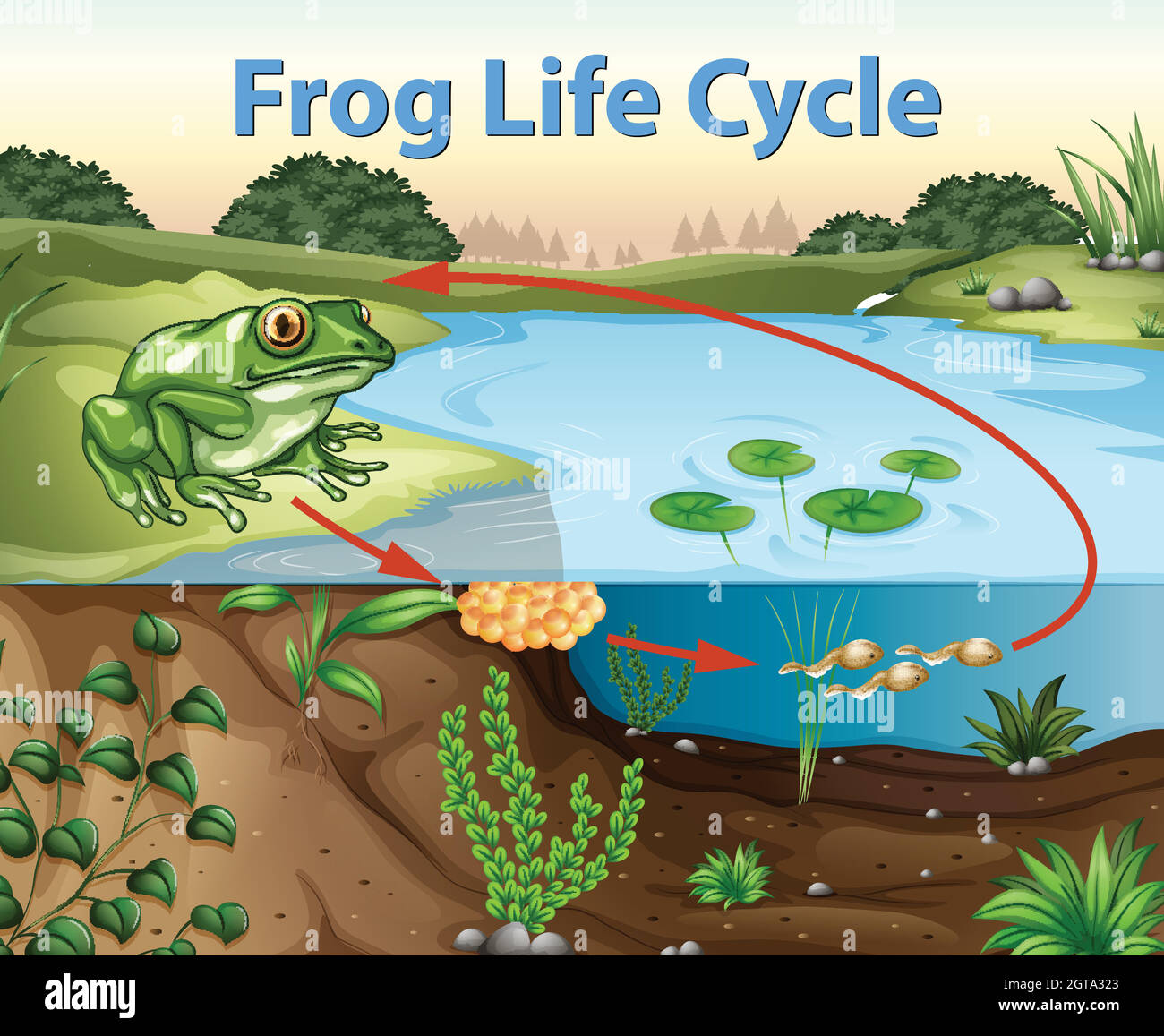 Scienza del ciclo di vita della rana Illustrazione Vettoriale