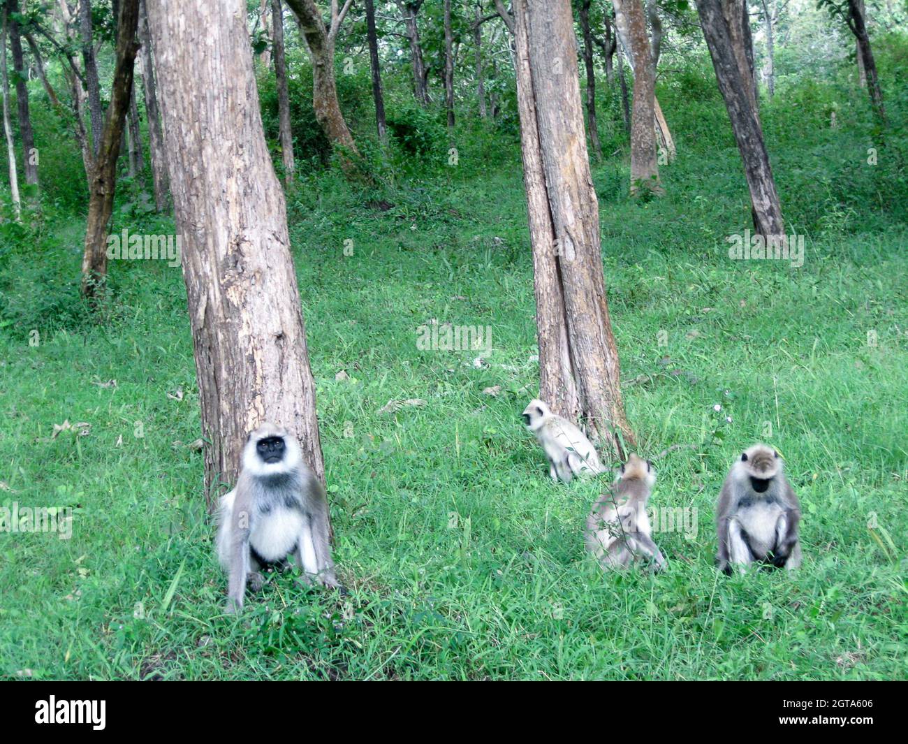 Faccia nera, languri grigi a coda lunga, anche chiamati languri Hanuman o scimmie Hanuman nella foresta di riserva di Bhandipur in India Foto Stock