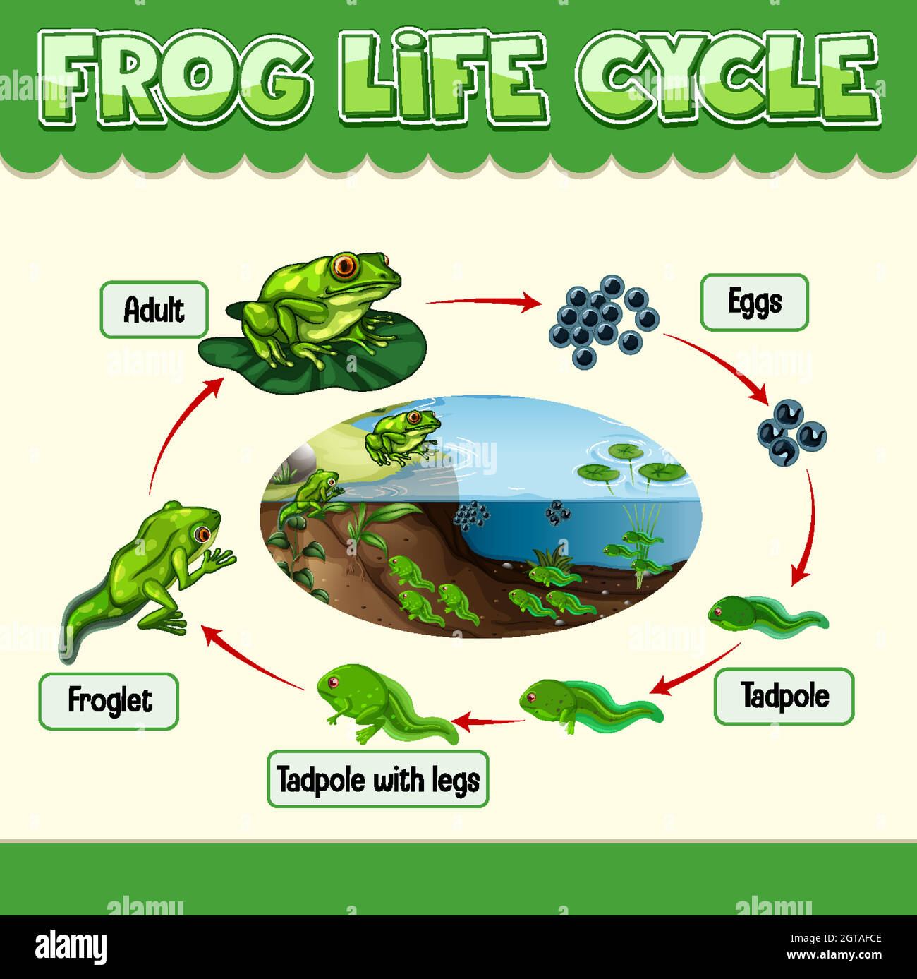 Diagramma che mostra il ciclo di vita della rana Illustrazione Vettoriale