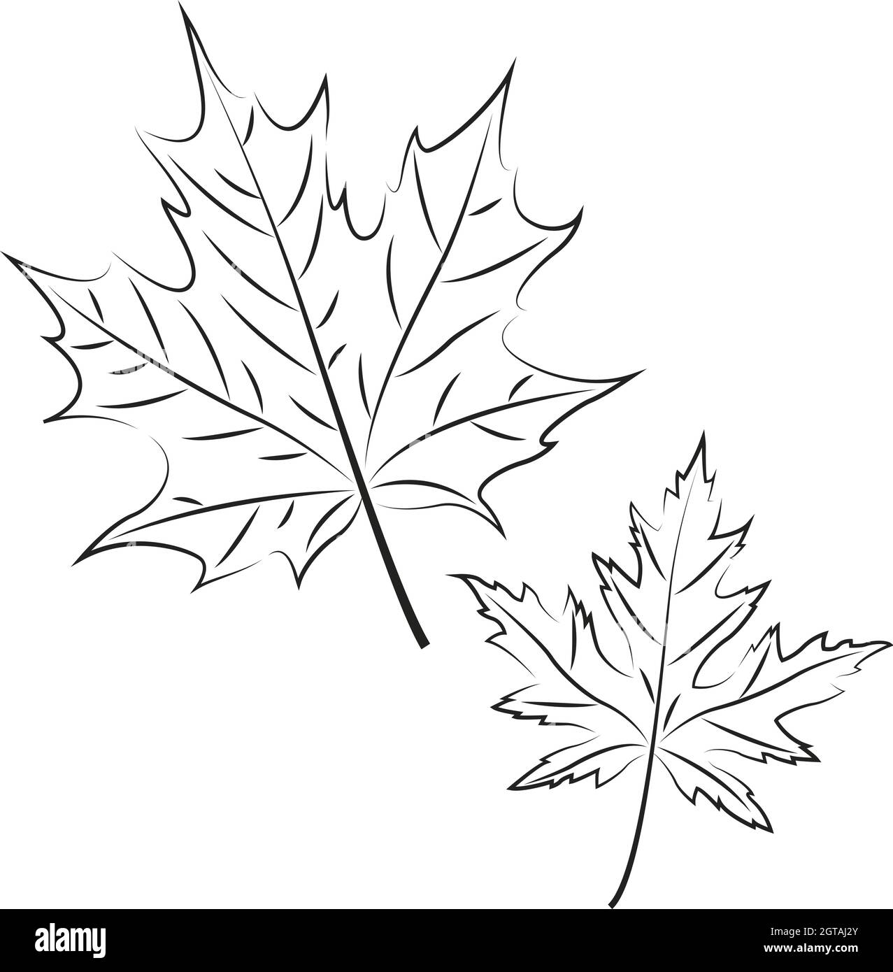 Foglie di acero disegnate su sfondo bianco, illustrazione vettoriale Illustrazione Vettoriale