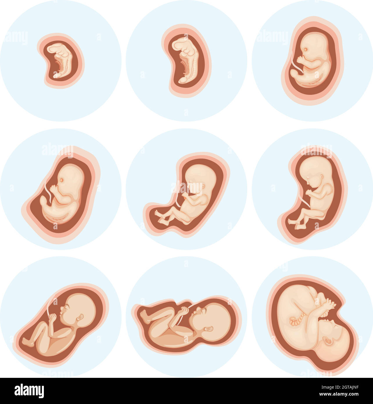 Un insieme di sviluppo embrionale Illustrazione Vettoriale