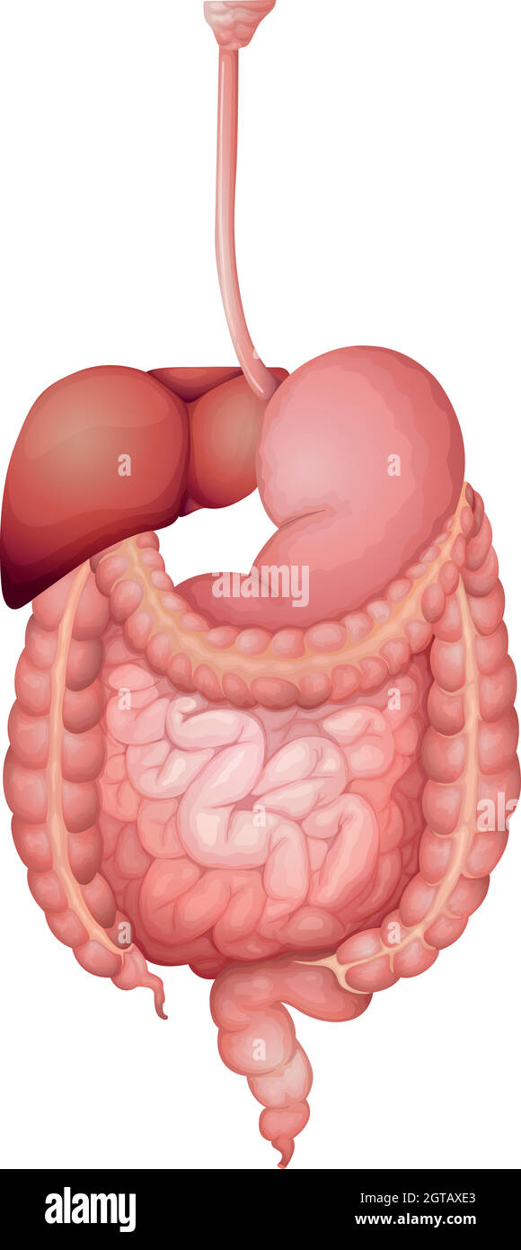 Apparato digestivo umano Illustrazione Vettoriale