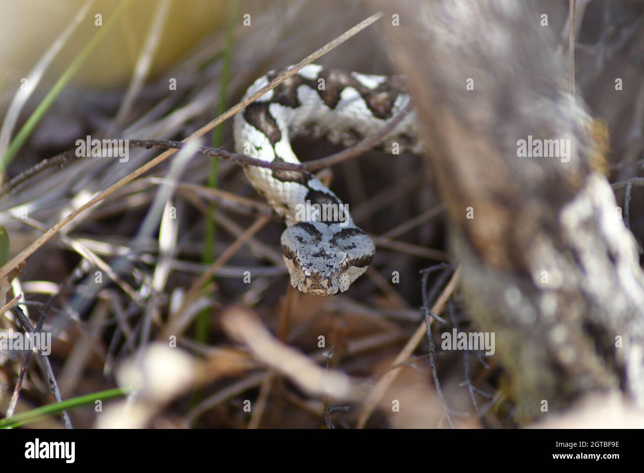 Poskok /viper ornato dal naso/ Ammodytes Vipera in habitat naturale a NP Biokovo, Croazia. Il vipera corneo è il serpente velenoso più pericoloso d'Europa Foto Stock