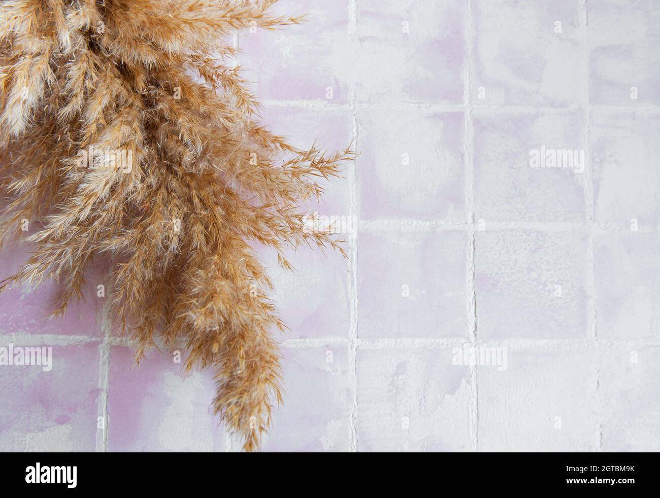 Flatlay di pampas erba su sfondo piastrella. Concetto minimo. Disposizione piatta, vista dall'alto, spazio di copia. Foto Stock