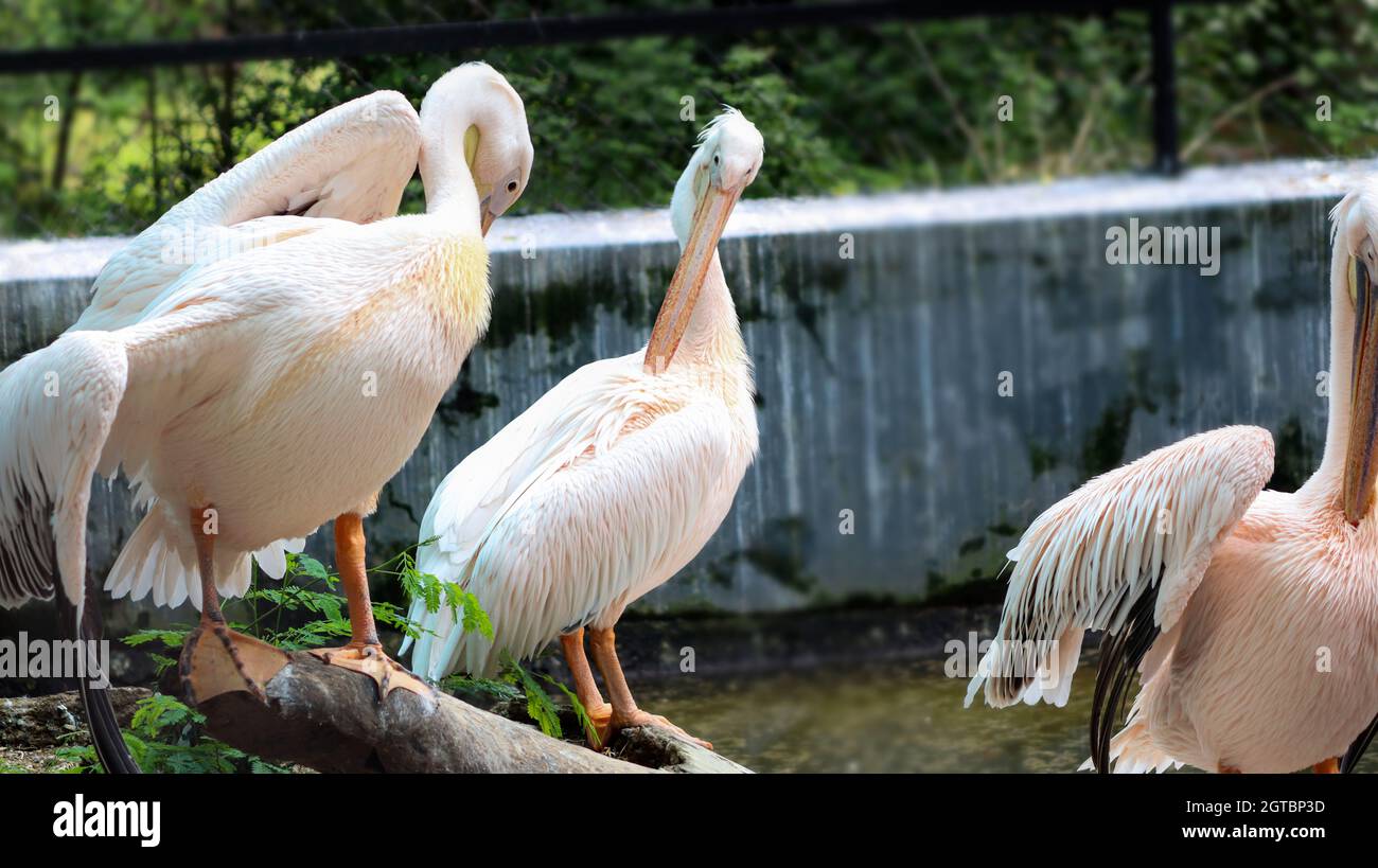 Pellicani, pellicano bianco, uccello d'acqua, rosa, becco grande, primavera abito bianco pellicano un occhio chiuso Foto Stock